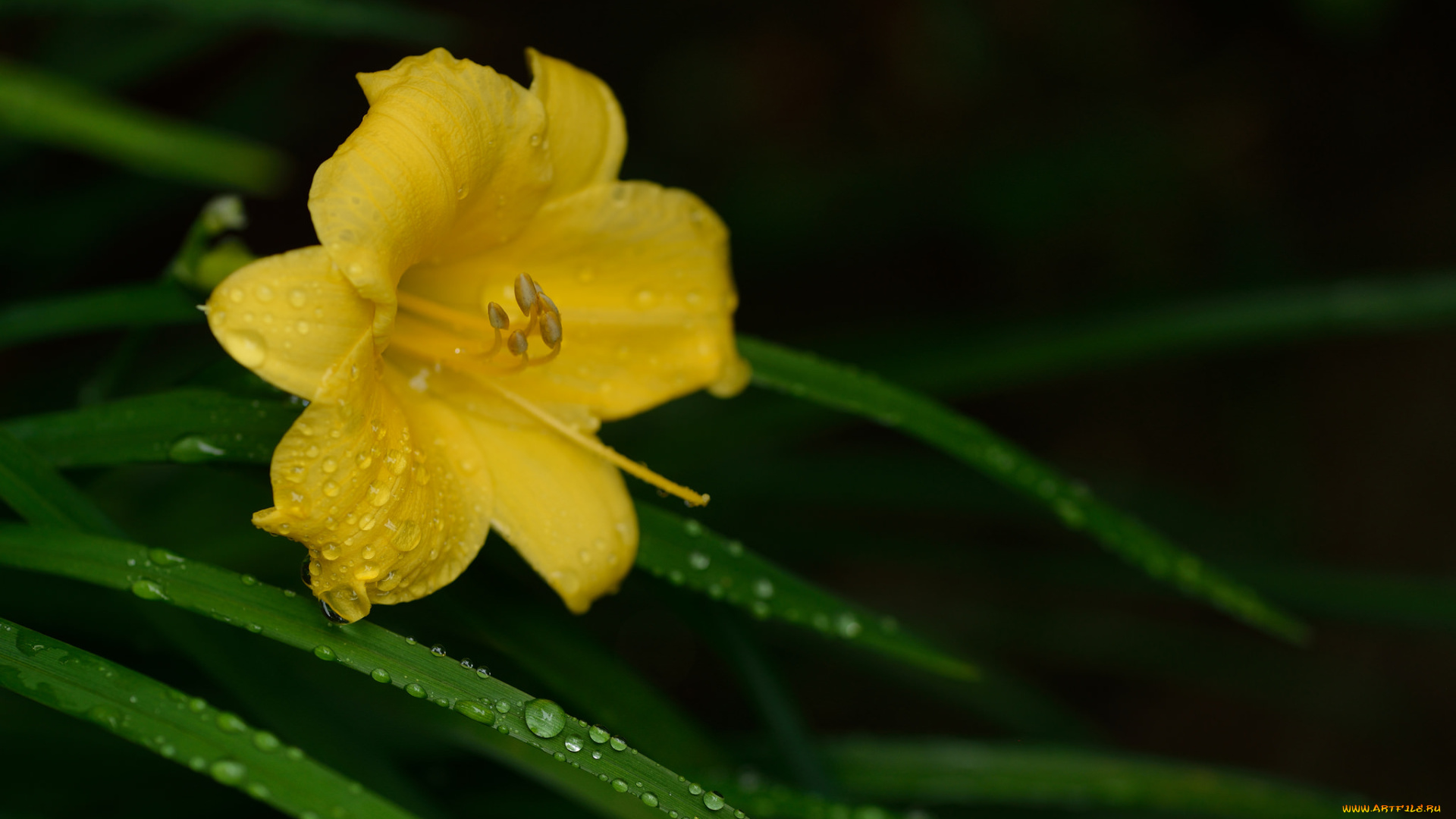 цветы, лилии, , лилейники, роса, жёлтый