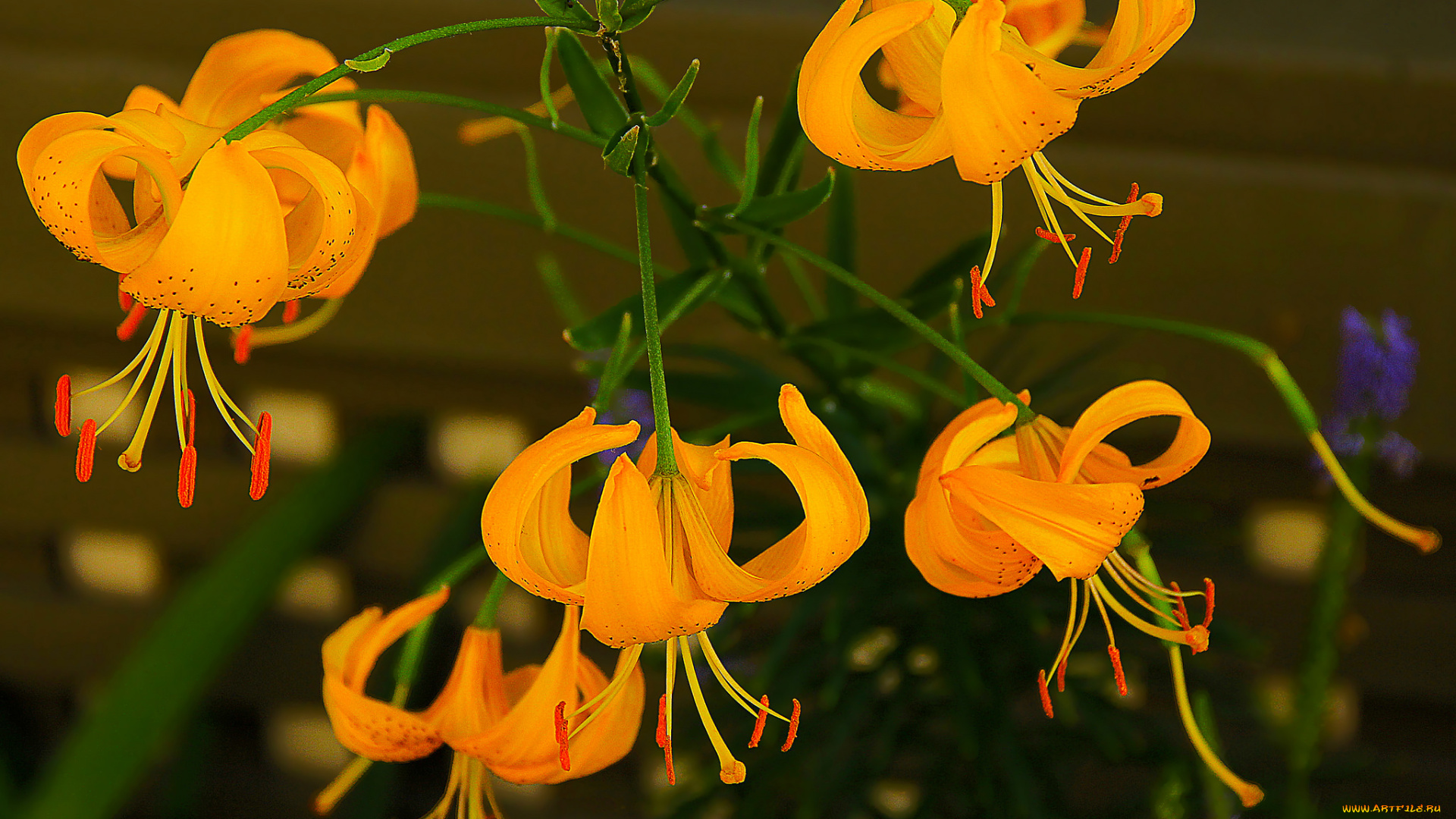 цветы, лилии, , лилейники, жёлтые