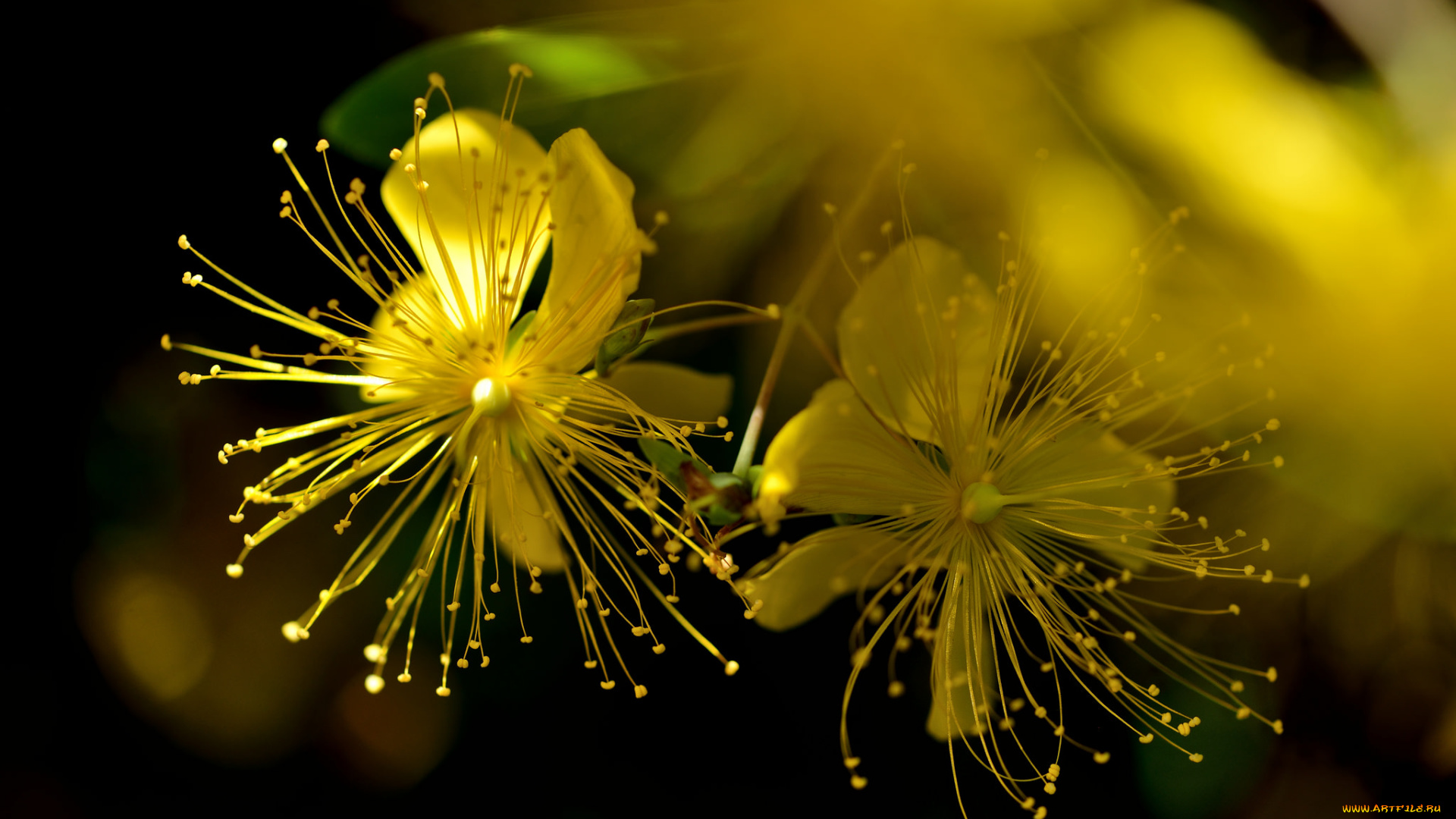 цветы, луговые, , полевые, , цветы, зверобой