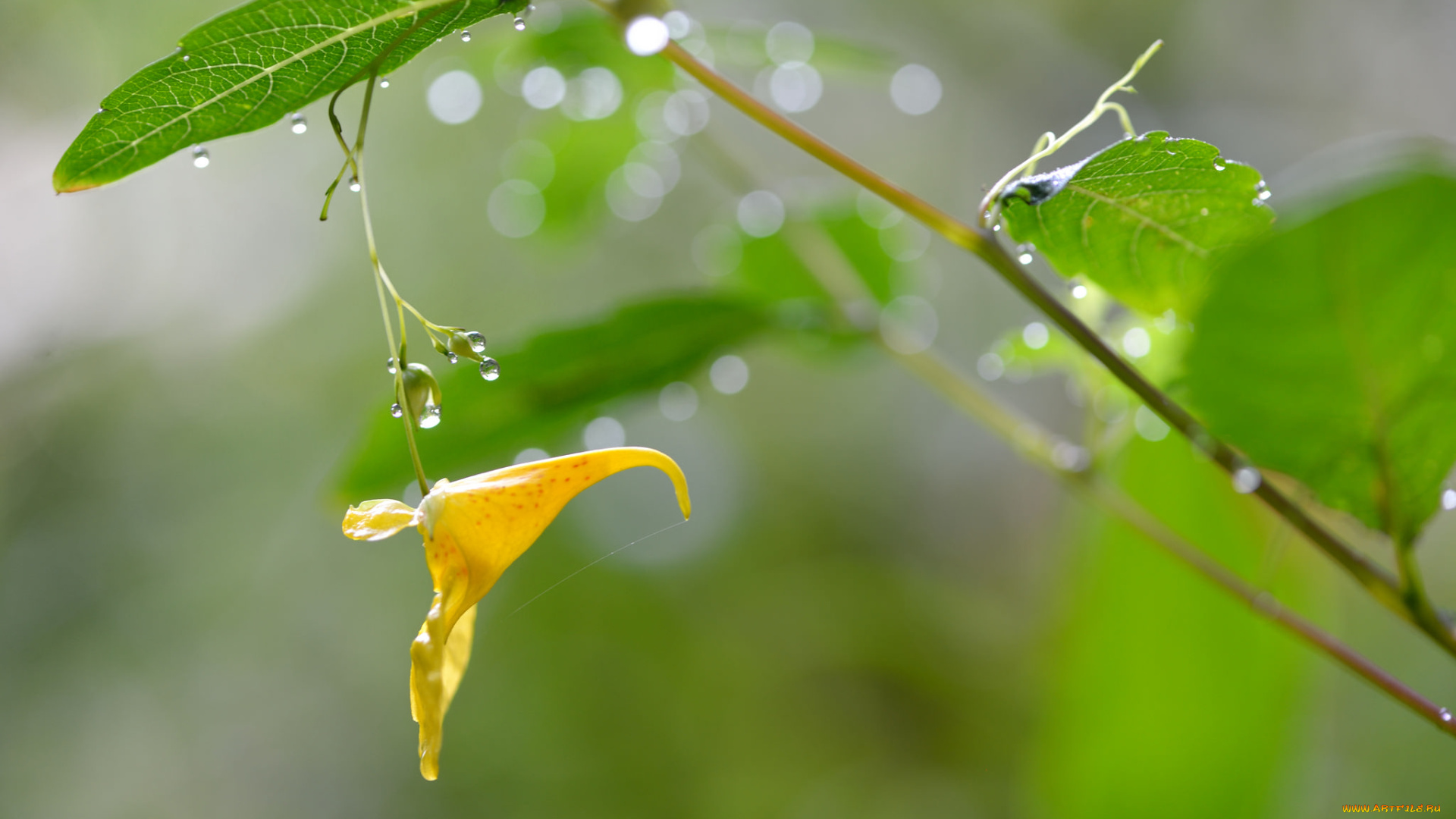 цветы, макро