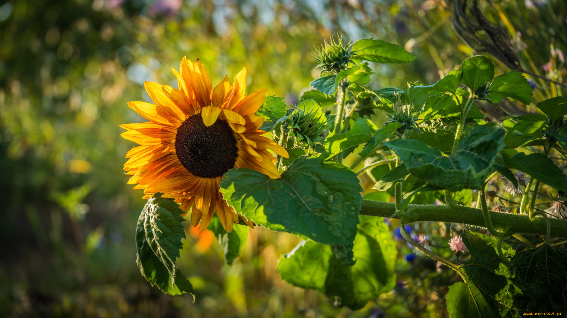 цветы, подсолнухи, яркий, лепестки, солнце, желтый, подсолнух