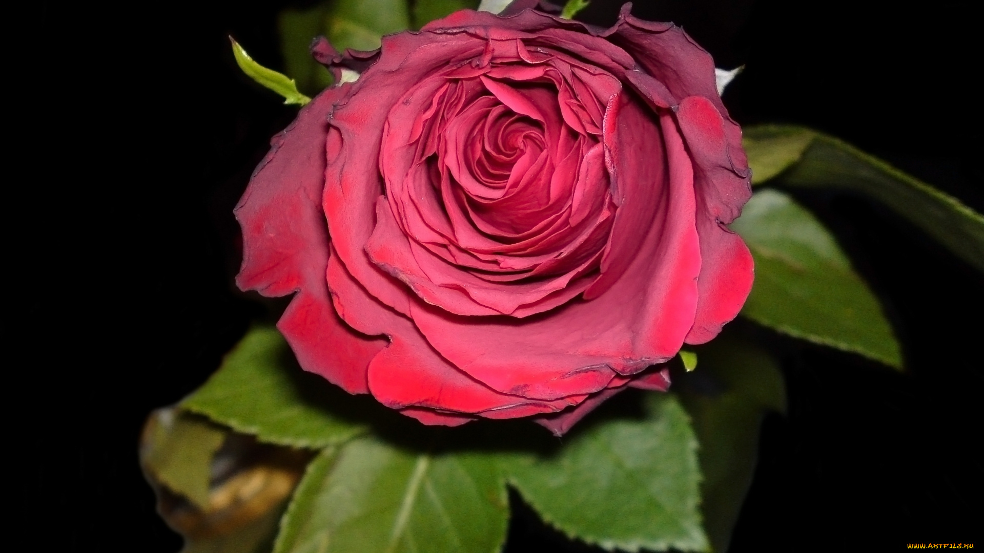 цветы, розы, бутон