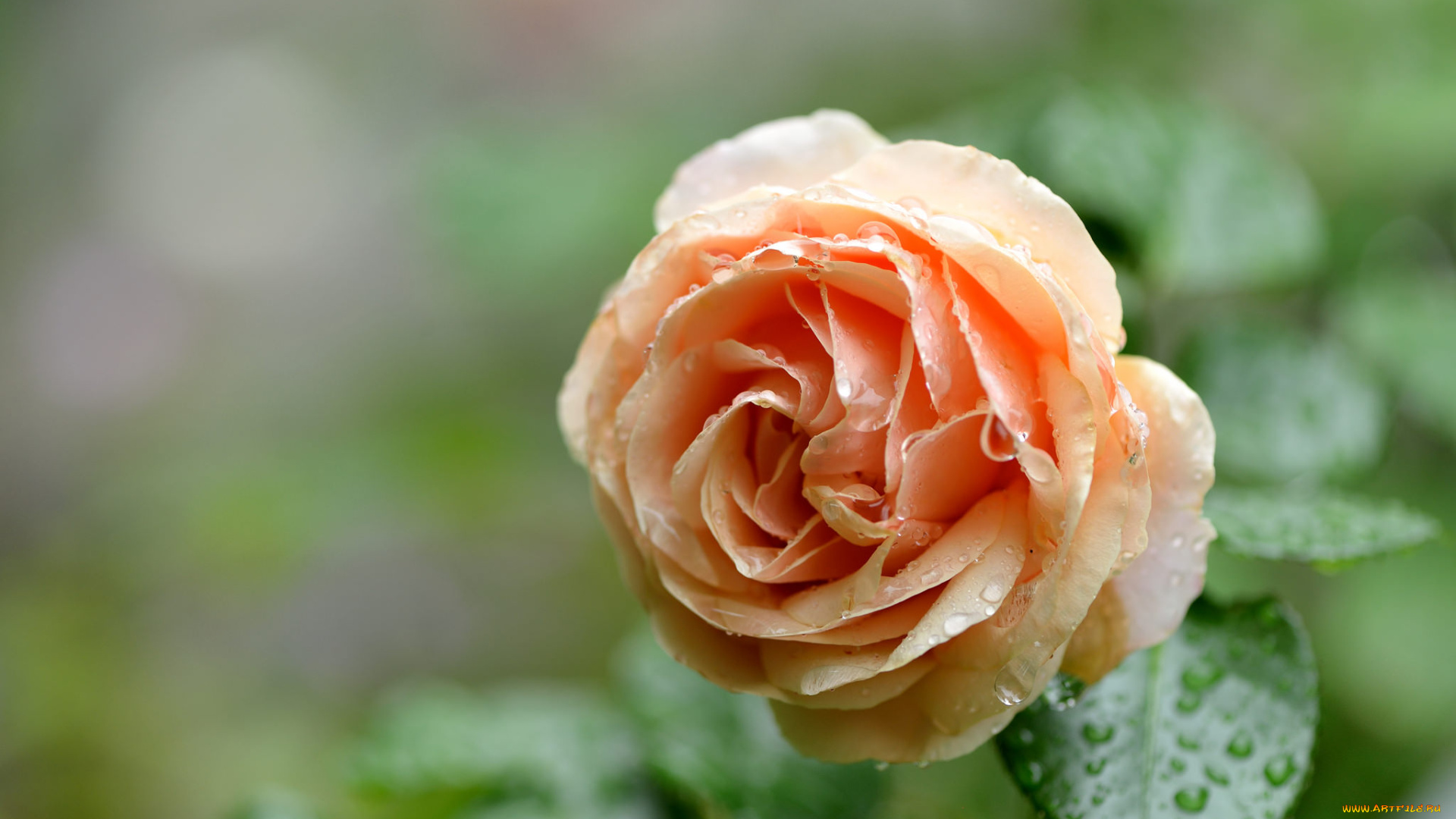 цветы, розы, бутон, капли, роза, листья