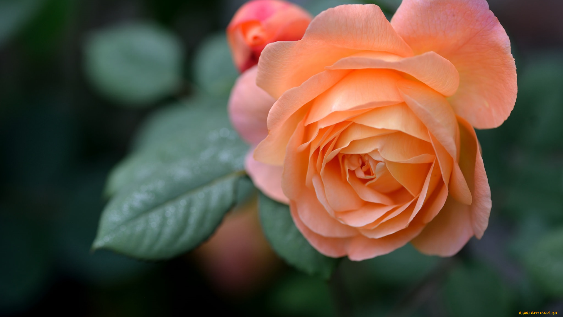 цветы, розы, роза, макро, бутон