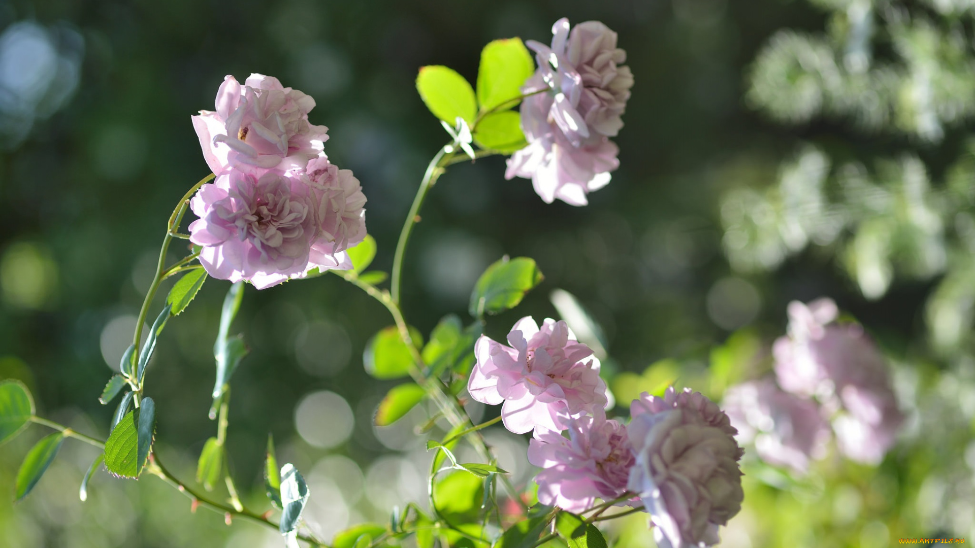 цветы, розы, сиреневый, куст