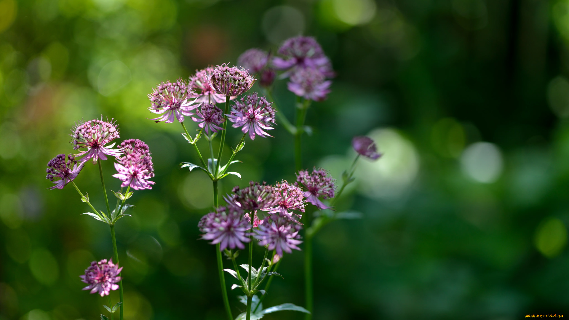 цветы, зелёный, фон, макро