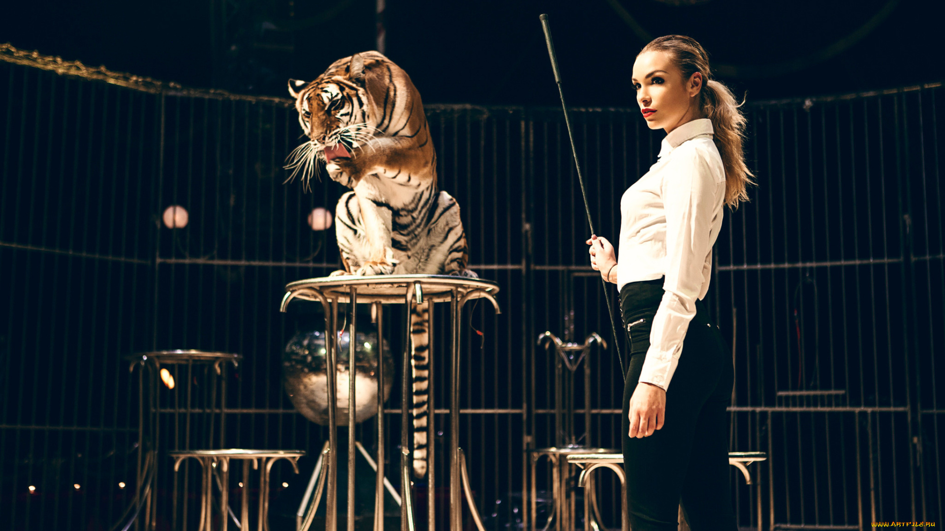 девушки, -unsort, , блондинки, укрощение, тигр, девушка, christy