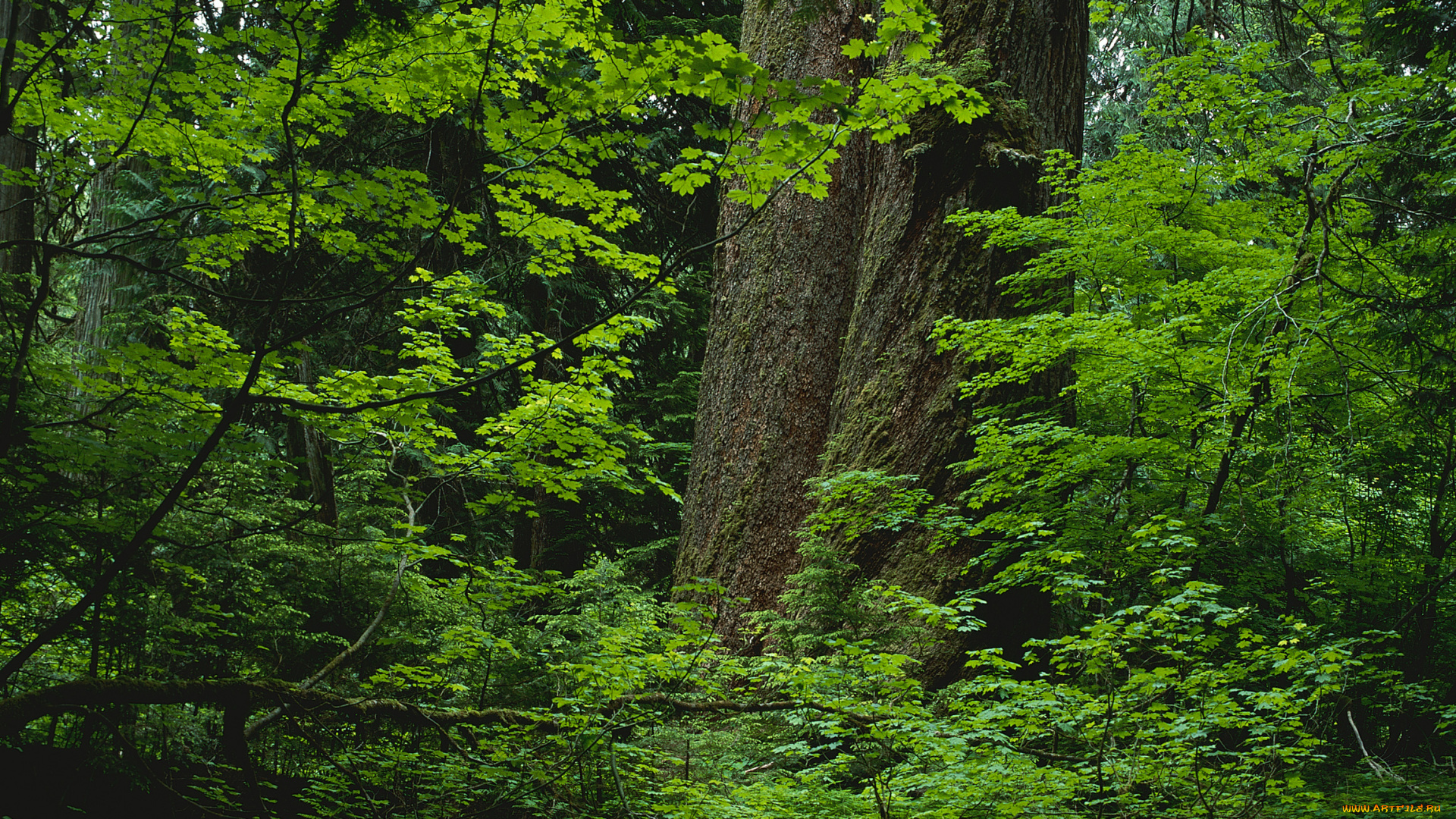 природа, лес, деревья, зелень, ствол, подлесок