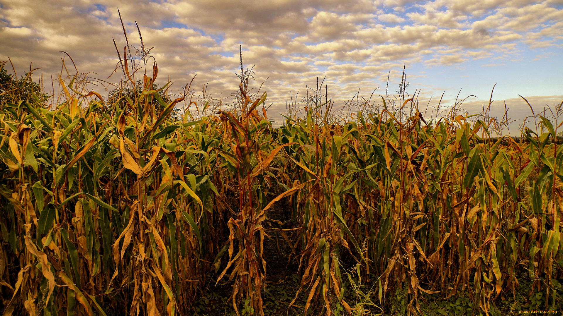 природа, поля, кукуруза