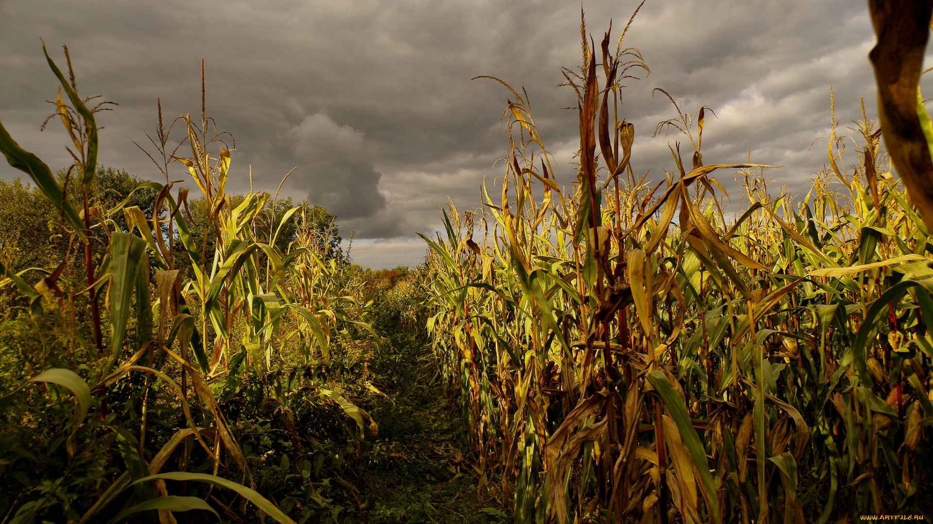 природа, поля, кукуруза