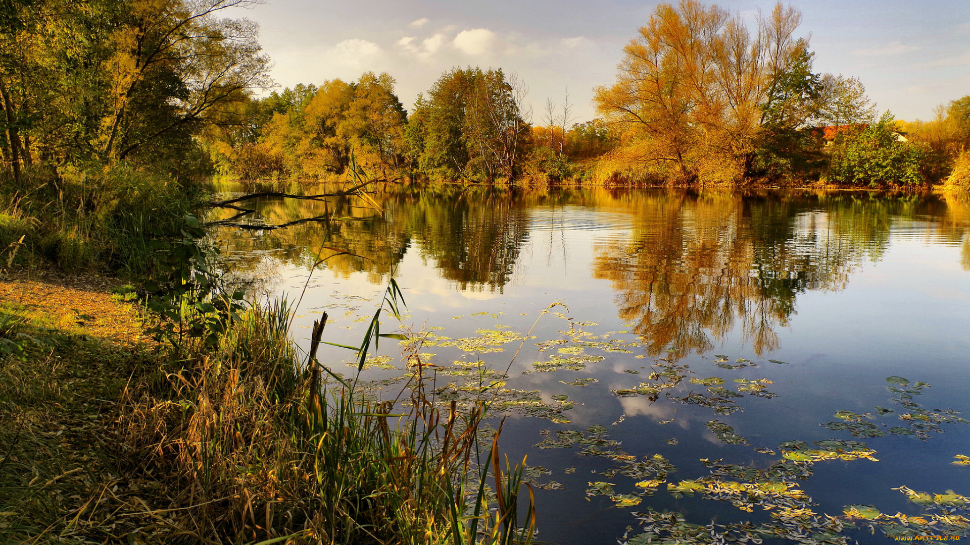 природа, реки, озера, река, лес