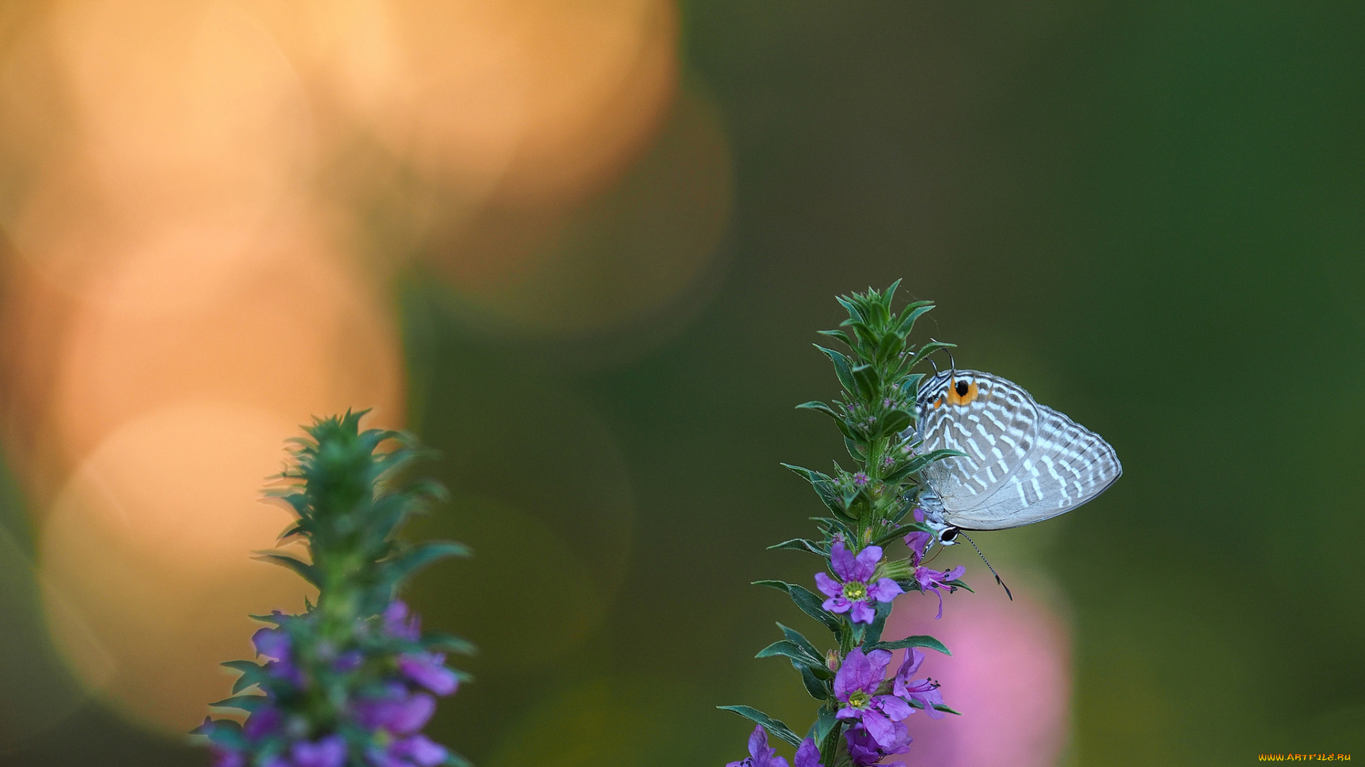 животные, бабочки, , мотыльки, , моли, бабочка, цветы, фон