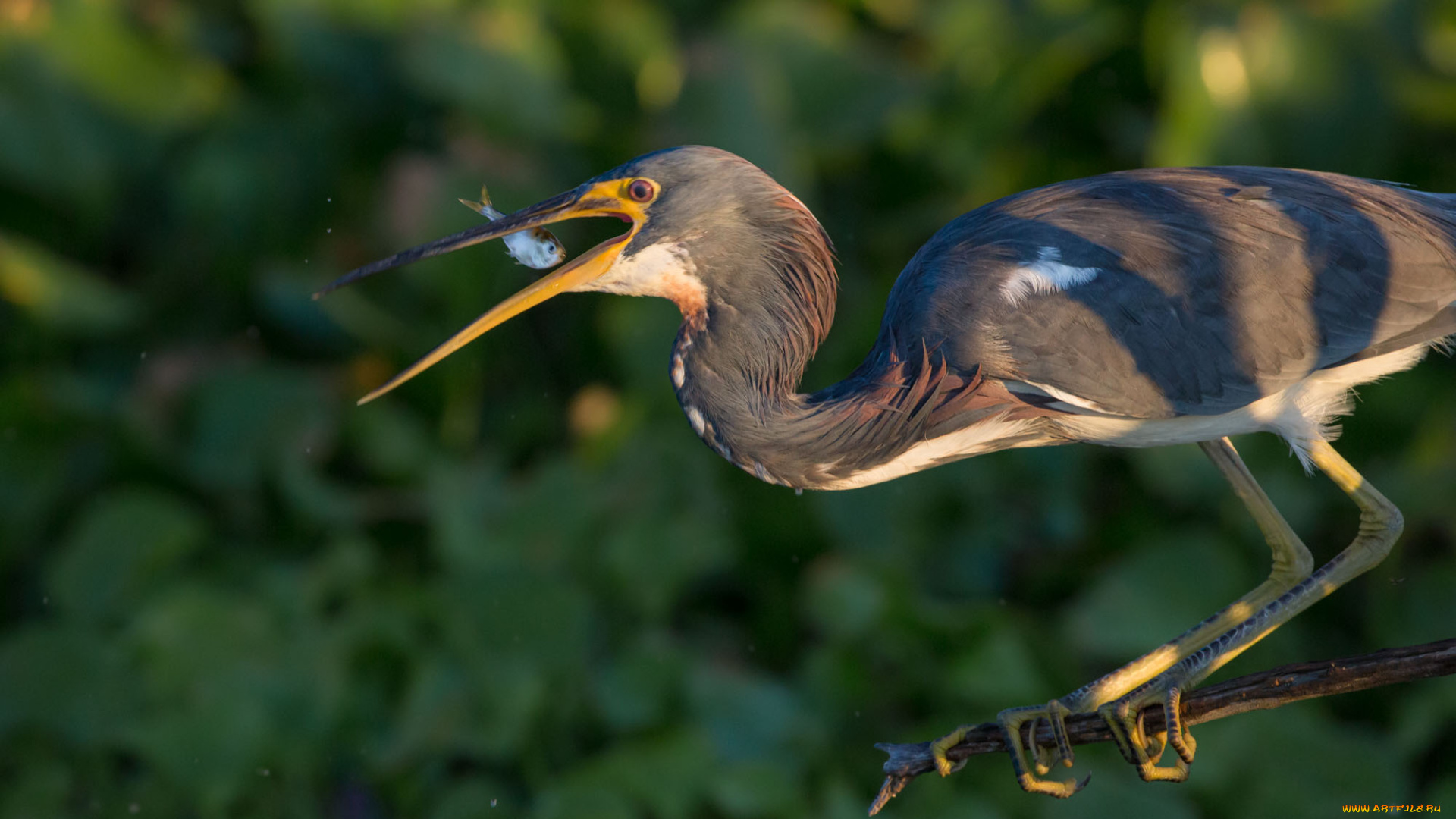 животные, цапли, , выпи, добыча, выпь, рыбка
