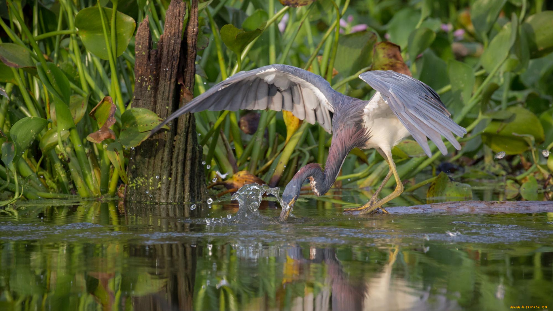 животные, цапли, , выпи, озеро, выпь