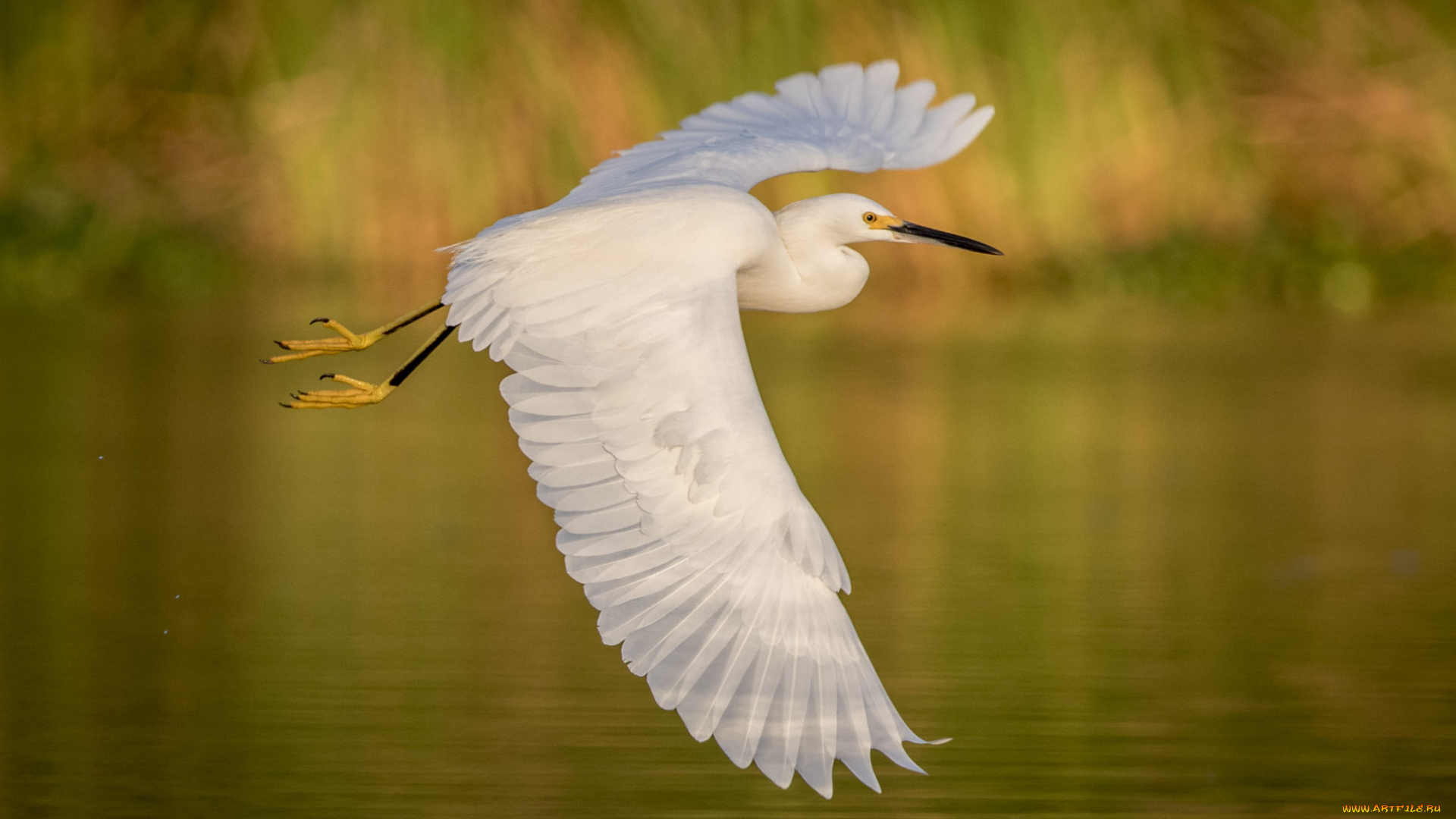 животные, цапли, , выпи, полёт, озеро, цапля