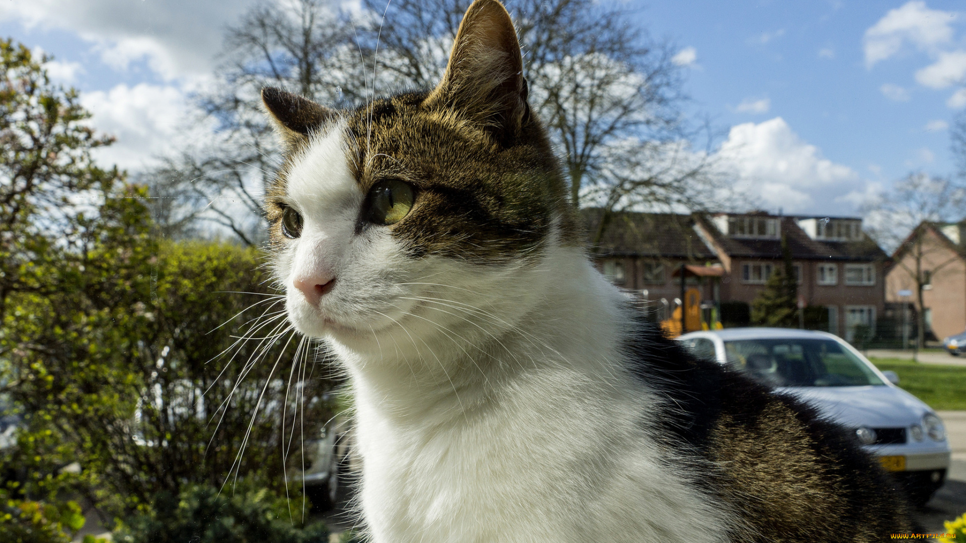 животные, коты, киса, коте, ушки, усы, взгляд