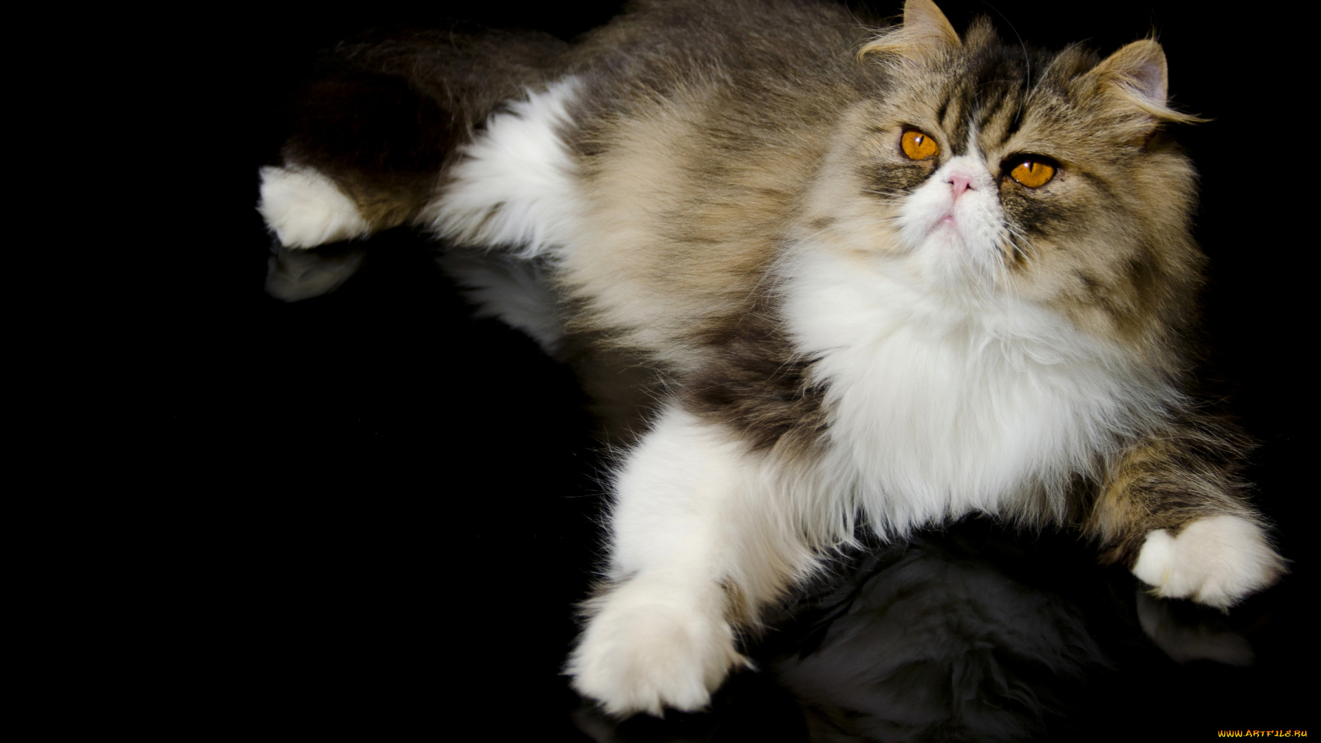 животные, коты, лапка, перс, кот, персидская, кошка