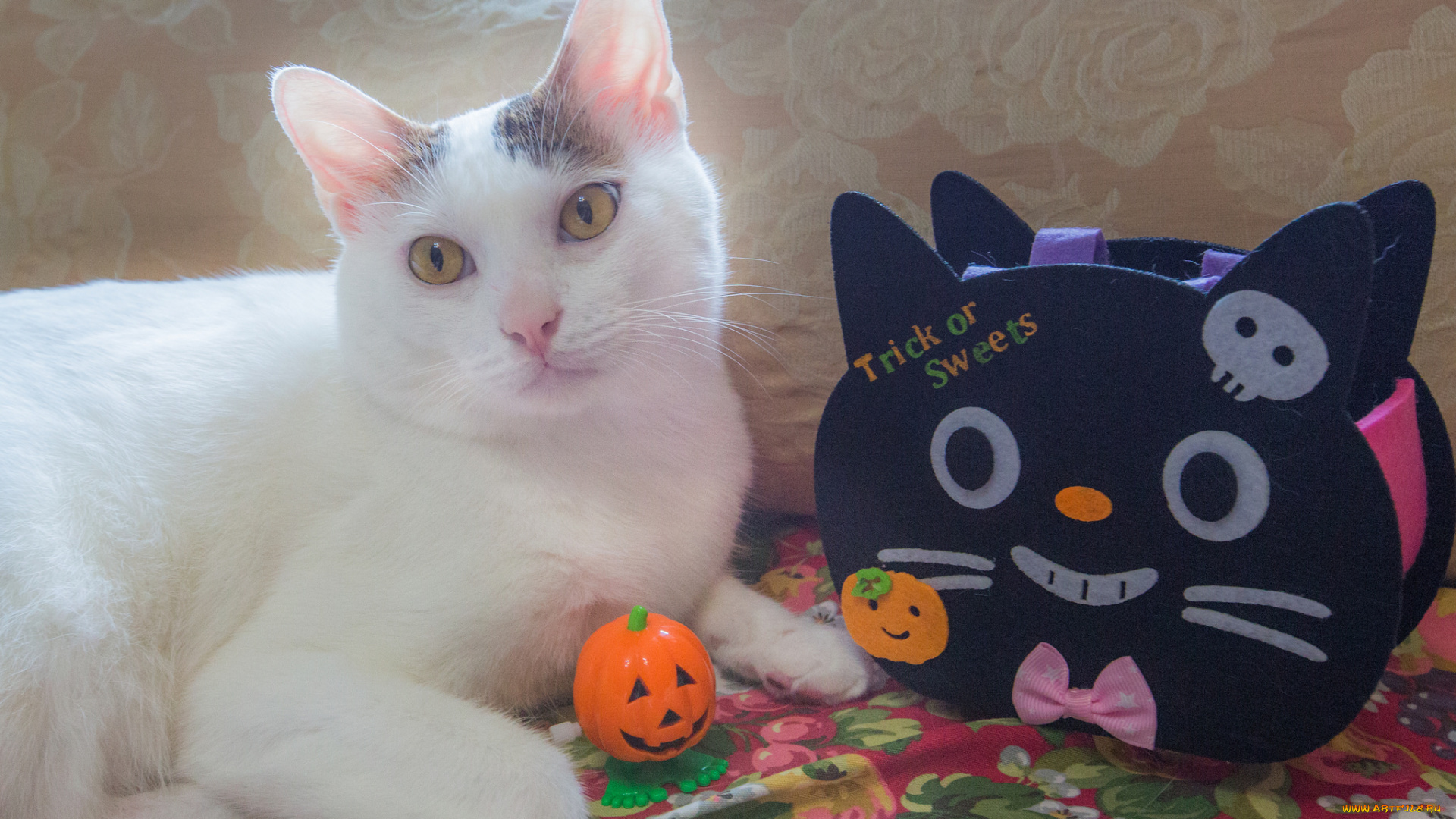 животные, коты, ушки, кот, коте, киса, взгляд, фон, кошка