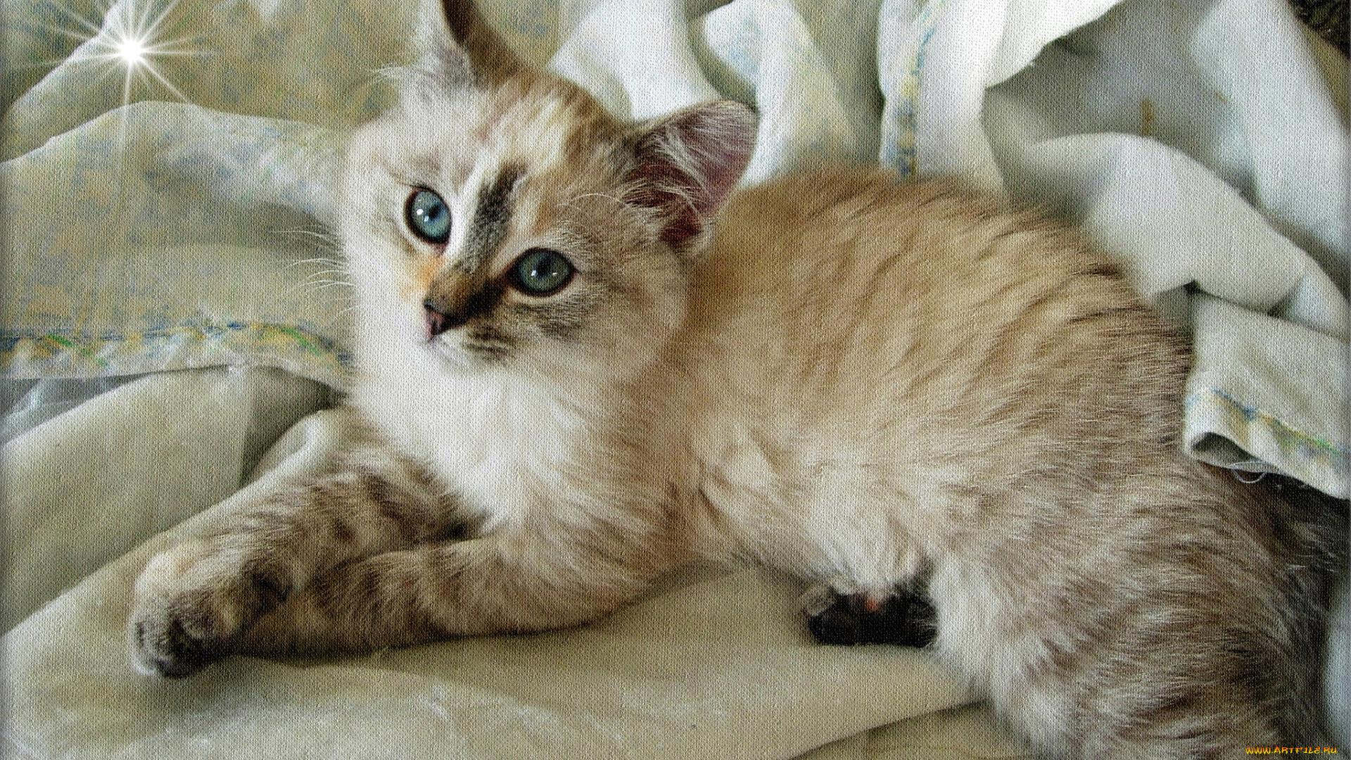 животные, коты, взгляд, мордочка, малыш, котёнок