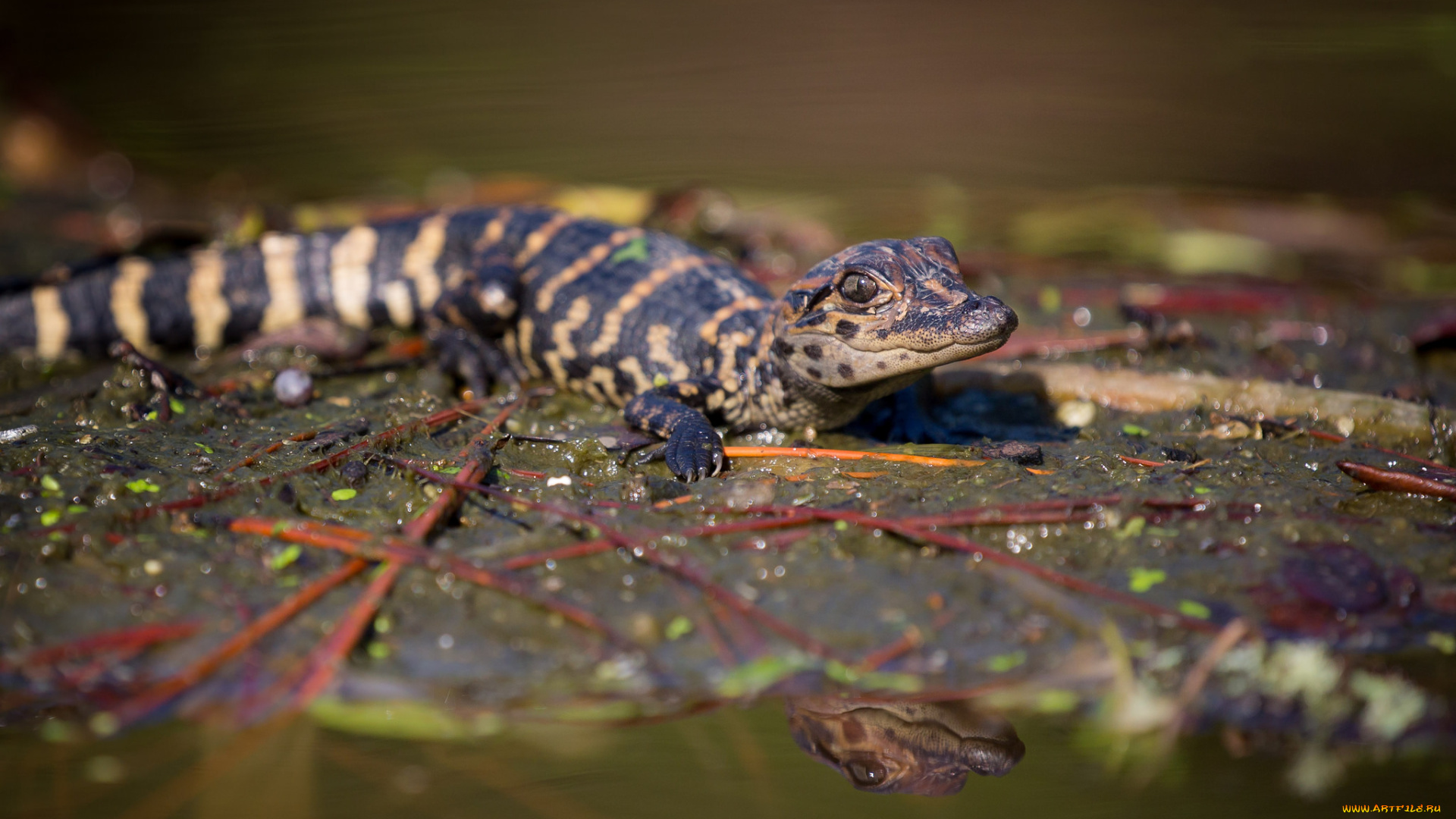животные, крокодилы, крокодильчик, малыш, лист