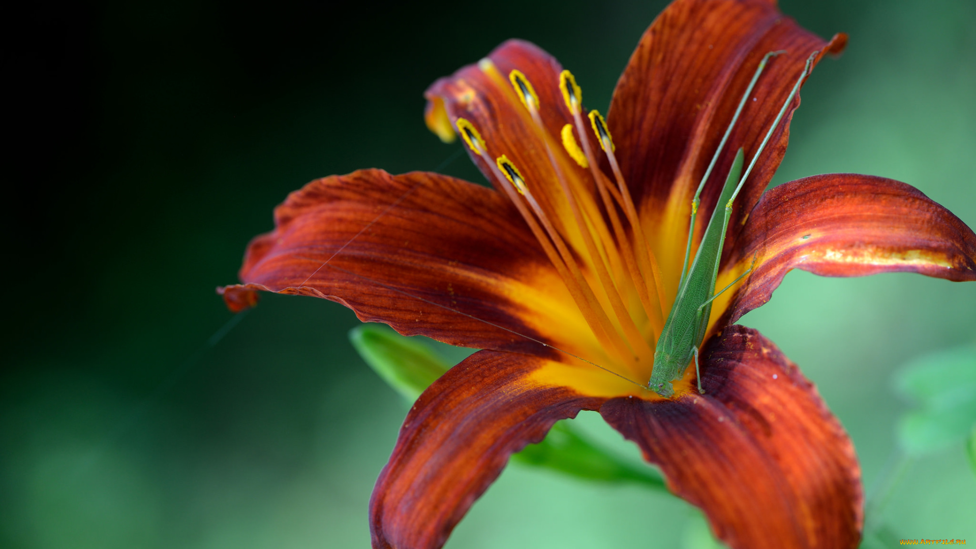 животные, кузнечики, , саранча, кузнечик, лилейник