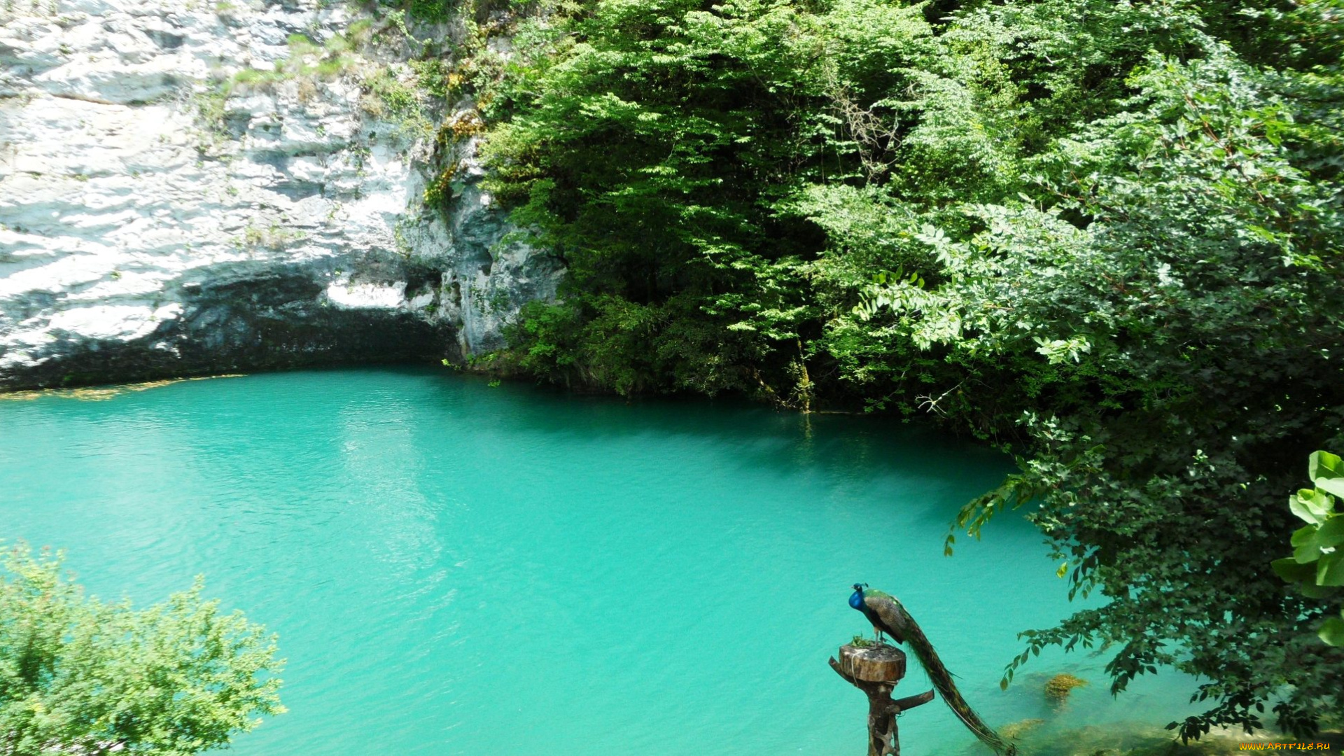 животные, павлины, павлин, зелень, обрыв, озеро
