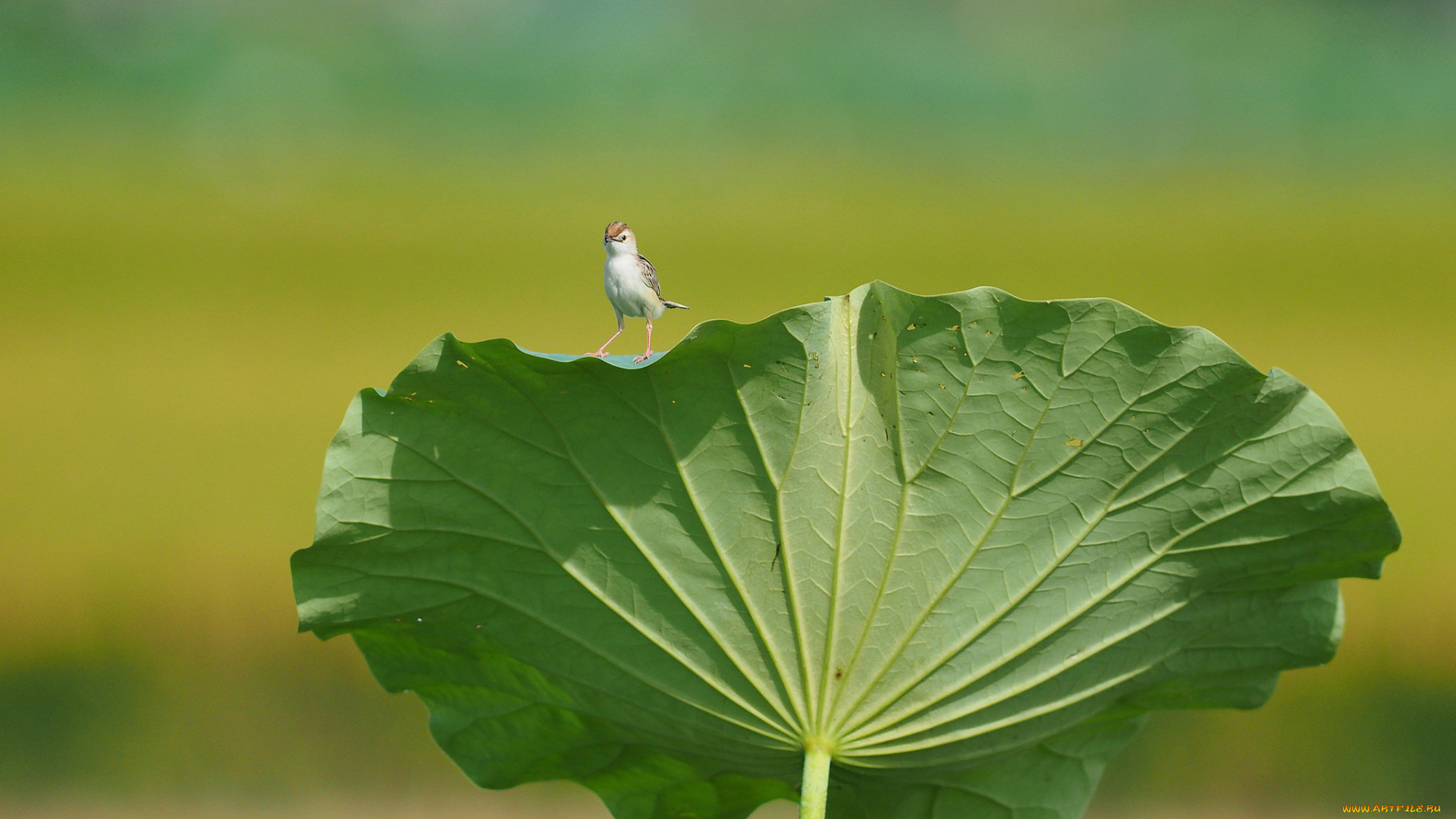 животные, птицы, лист, птица