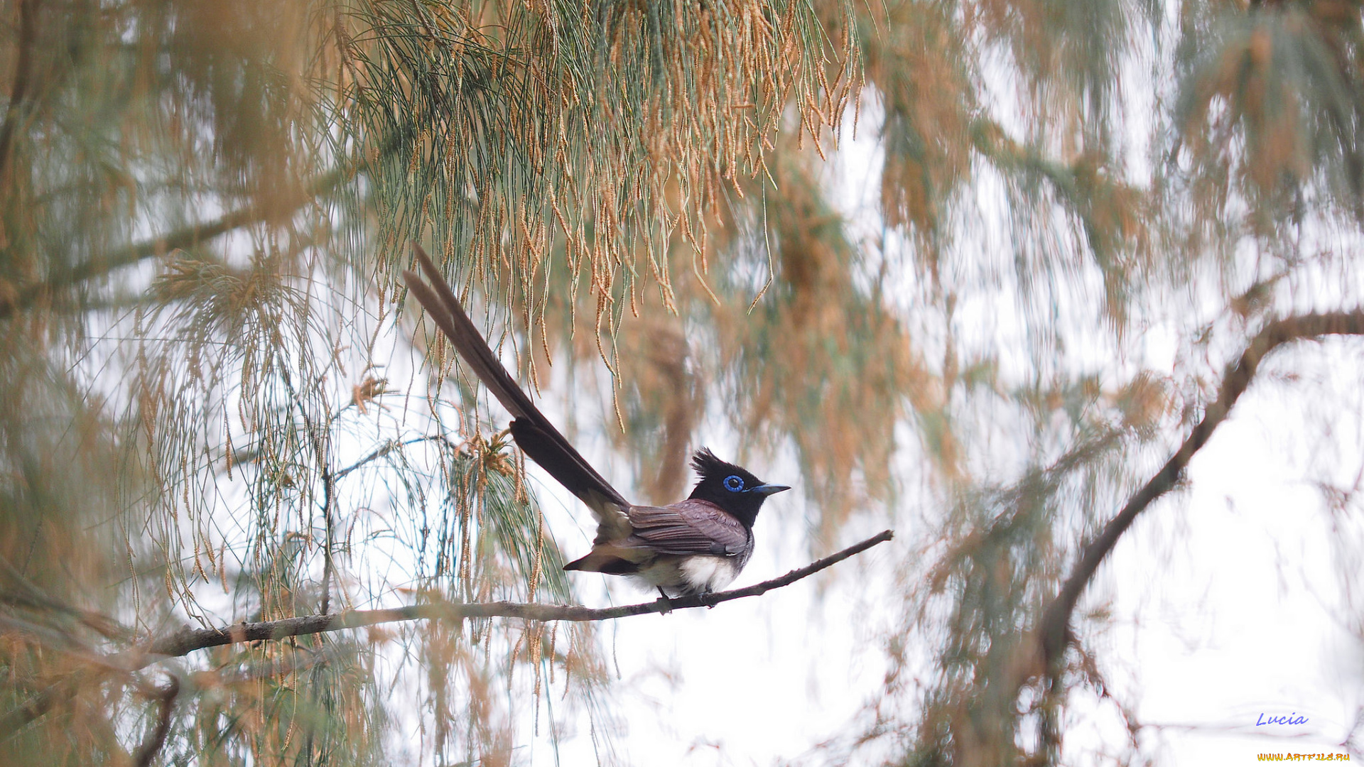 животные, птицы, птица, ветка