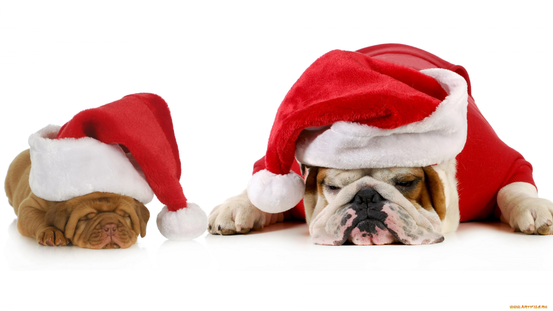 животные, собаки, бульдог, щенки, мило, белый, фон, красный, санта, колпаки, праздник, новый, год, спят, двое, пара