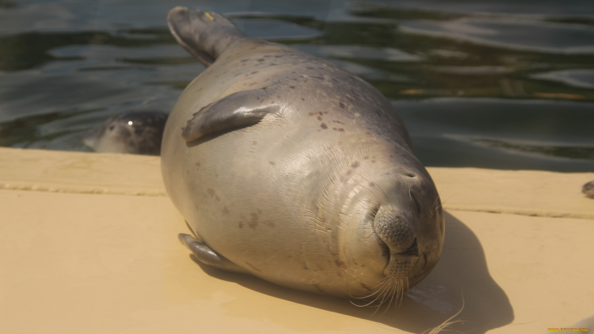 животные, тюлени, , морские, львы, , морские, котики, морской, котик