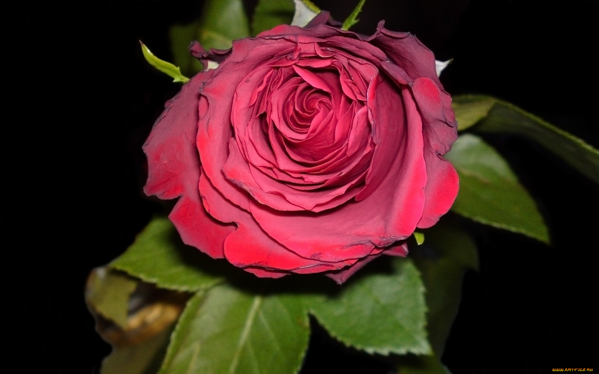 цветы, розы, бутон