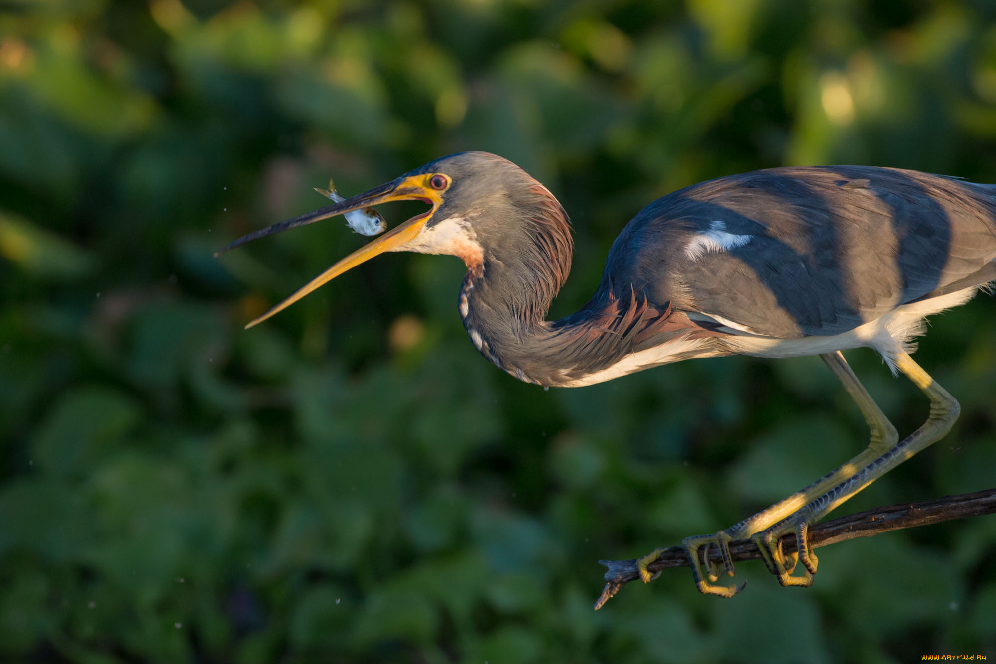 животные, цапли, , выпи, добыча, выпь, рыбка