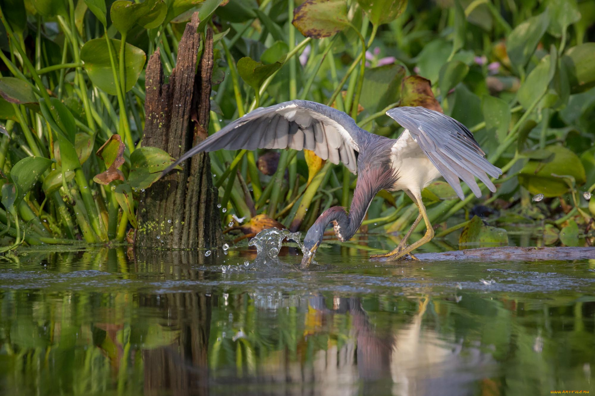 животные, цапли, , выпи, озеро, выпь