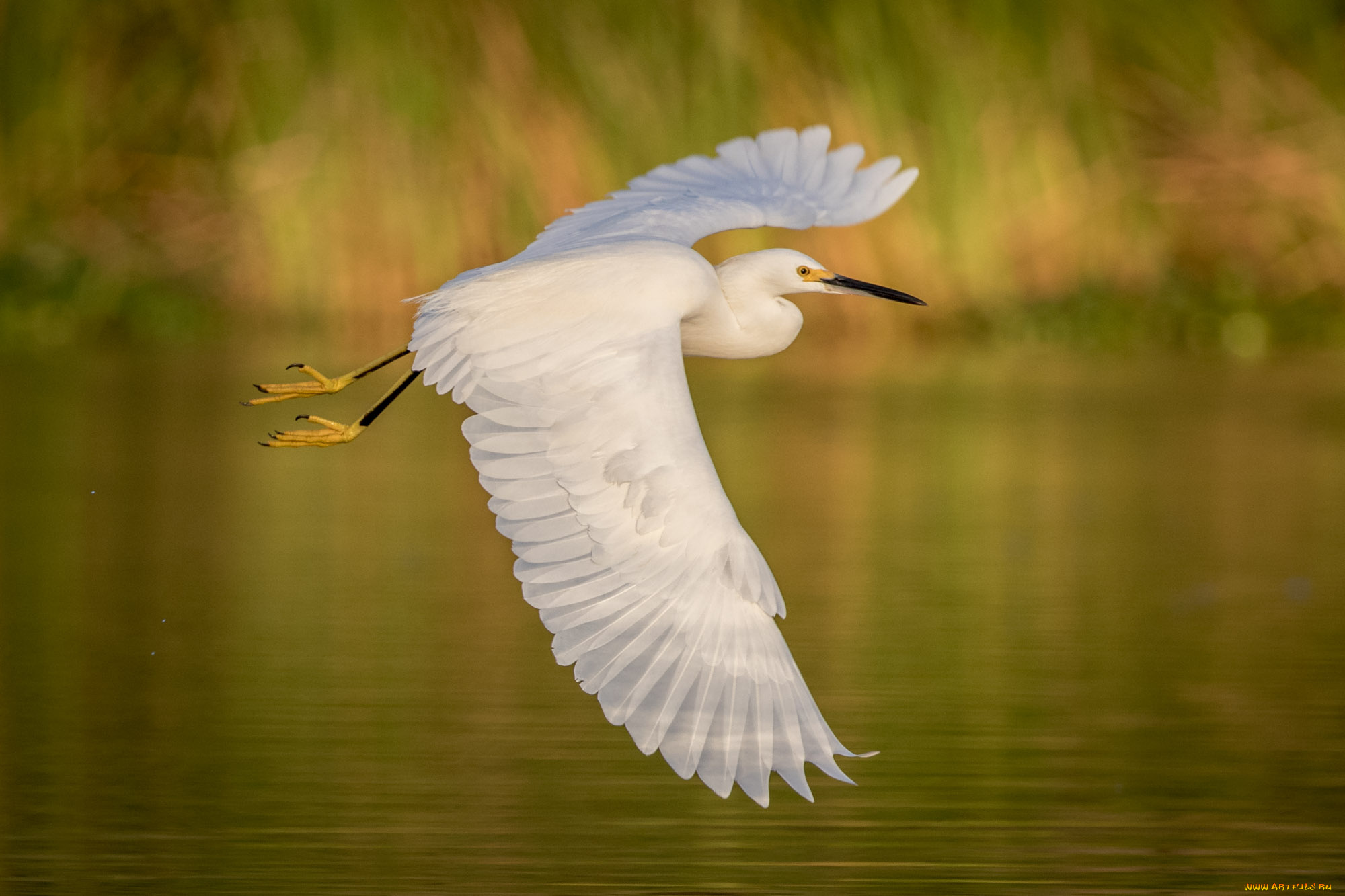 животные, цапли, , выпи, полёт, озеро, цапля