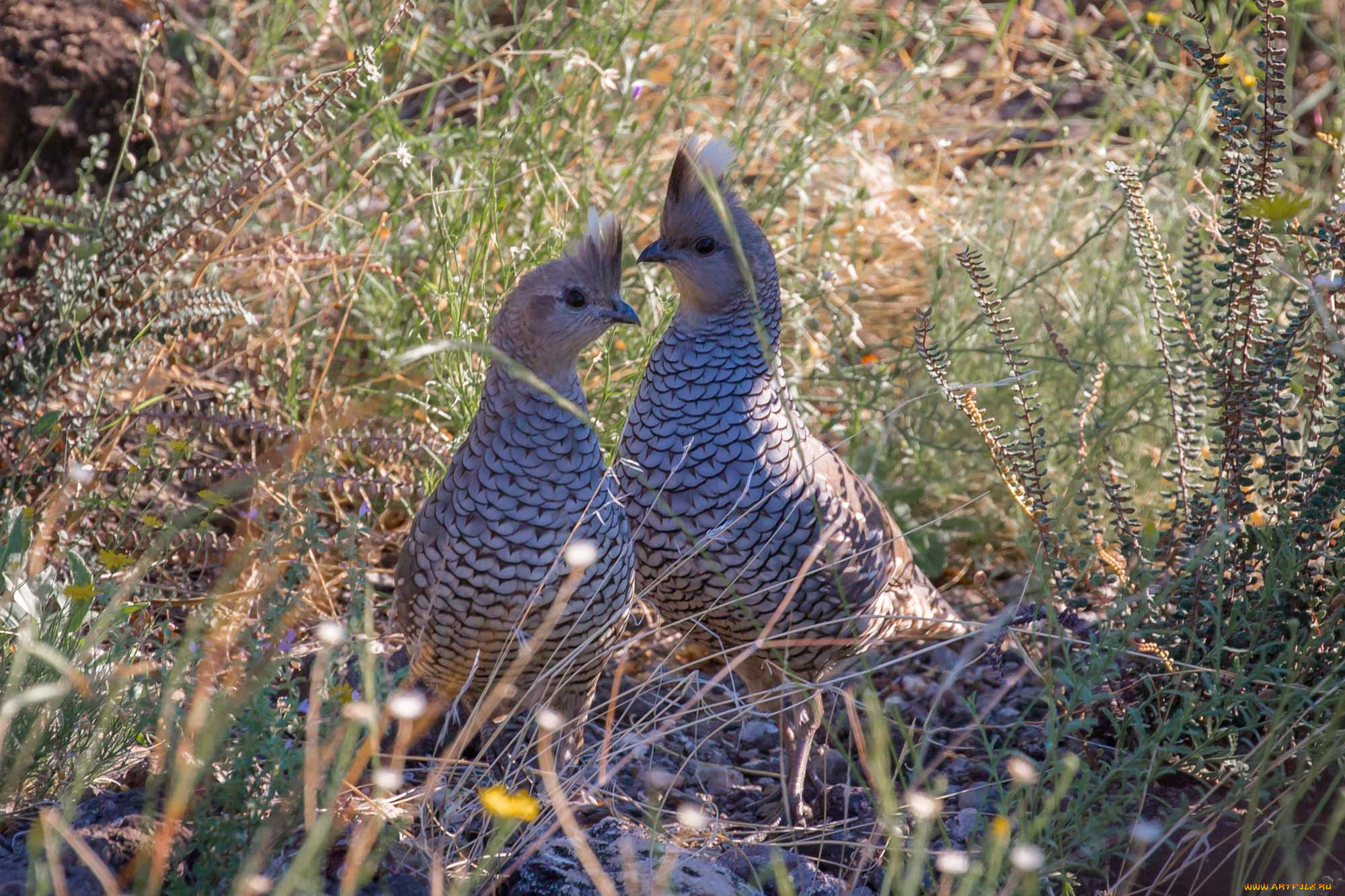 животные, птицы, пара