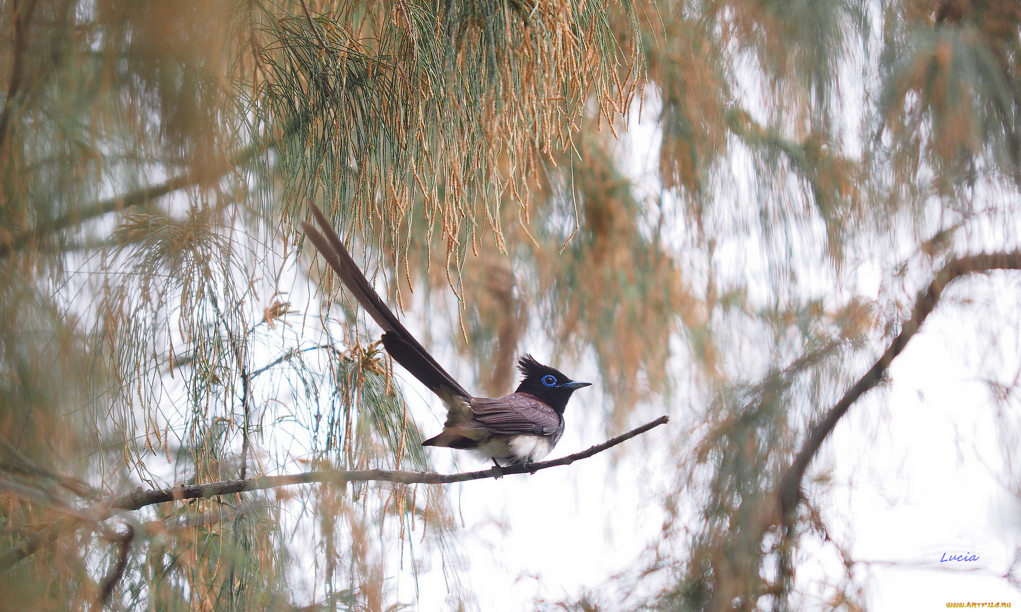 животные, птицы, птица, ветка
