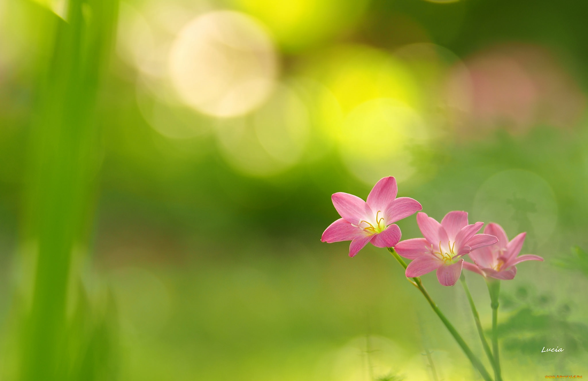 цветы, зефирантесы, боке, фон