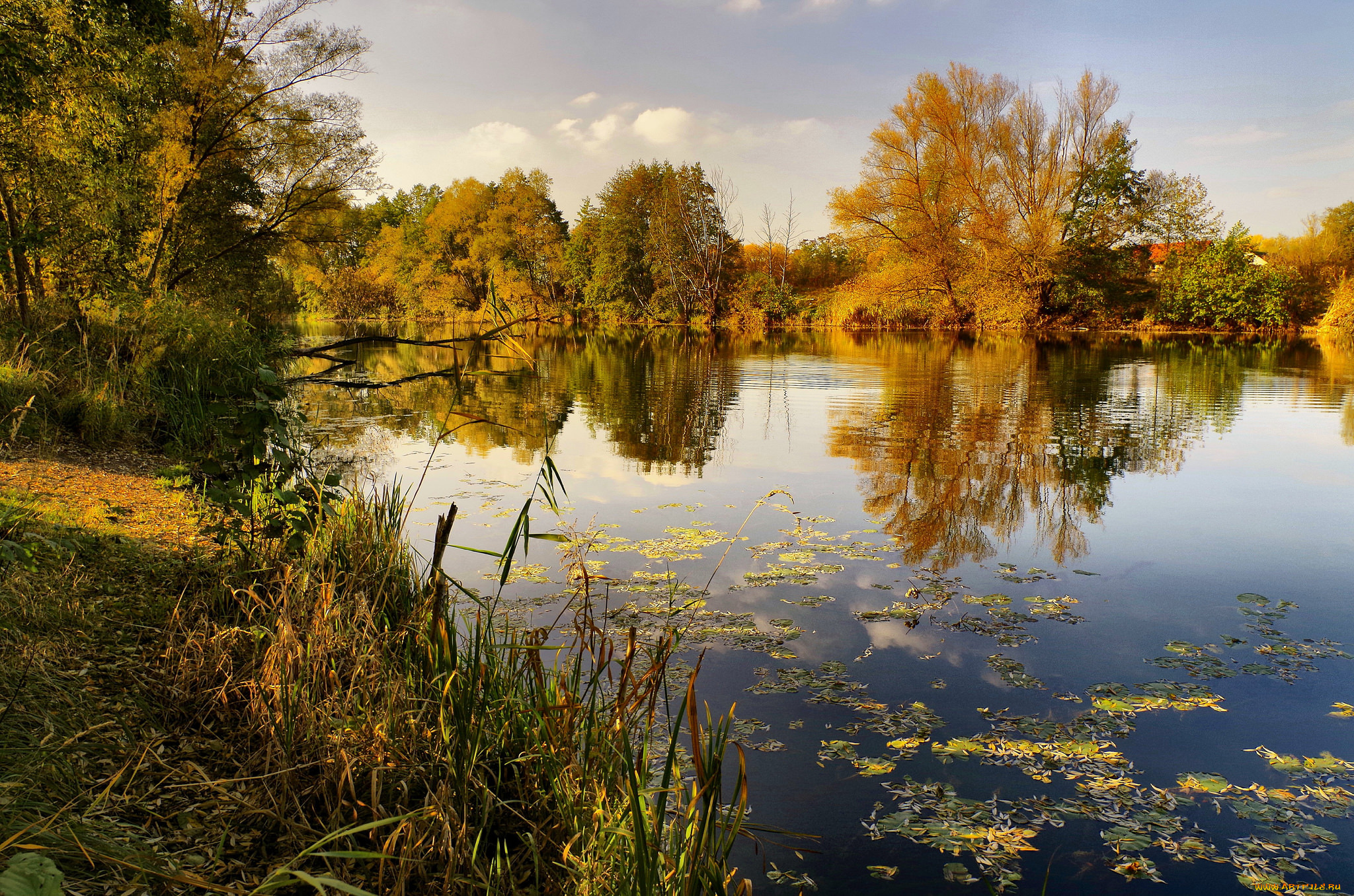 природа, реки, озера, река, лес