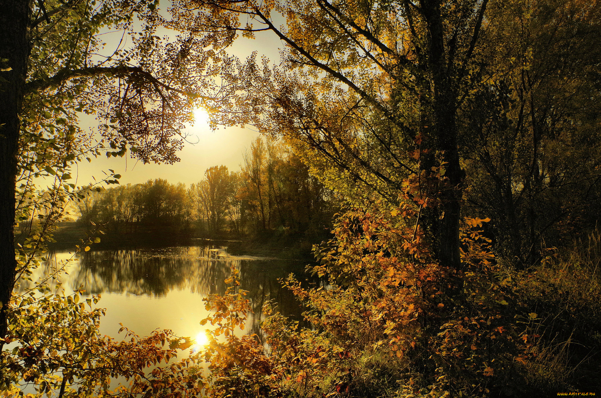 природа, реки, озера, река, лес