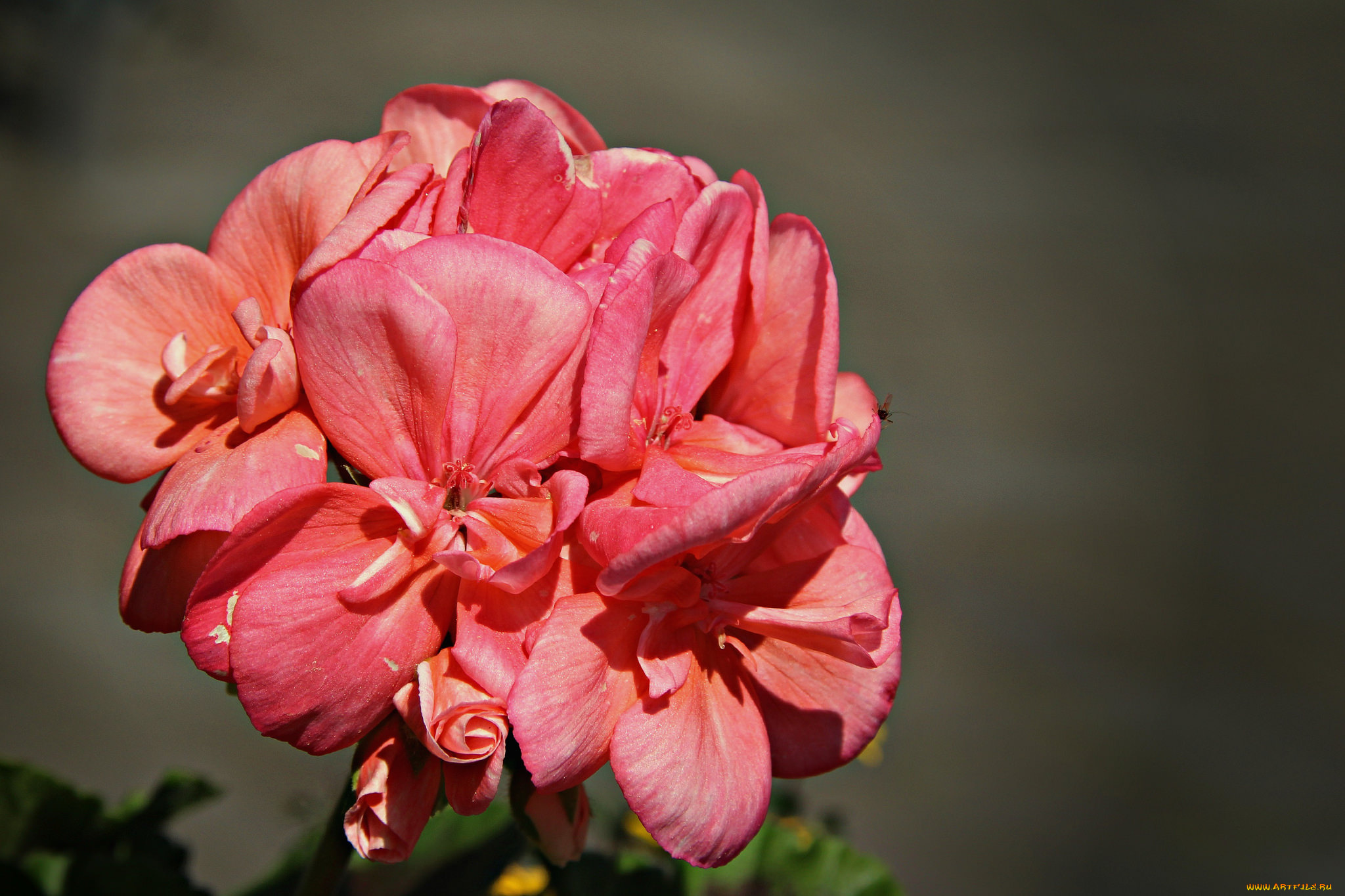 цветы, герань