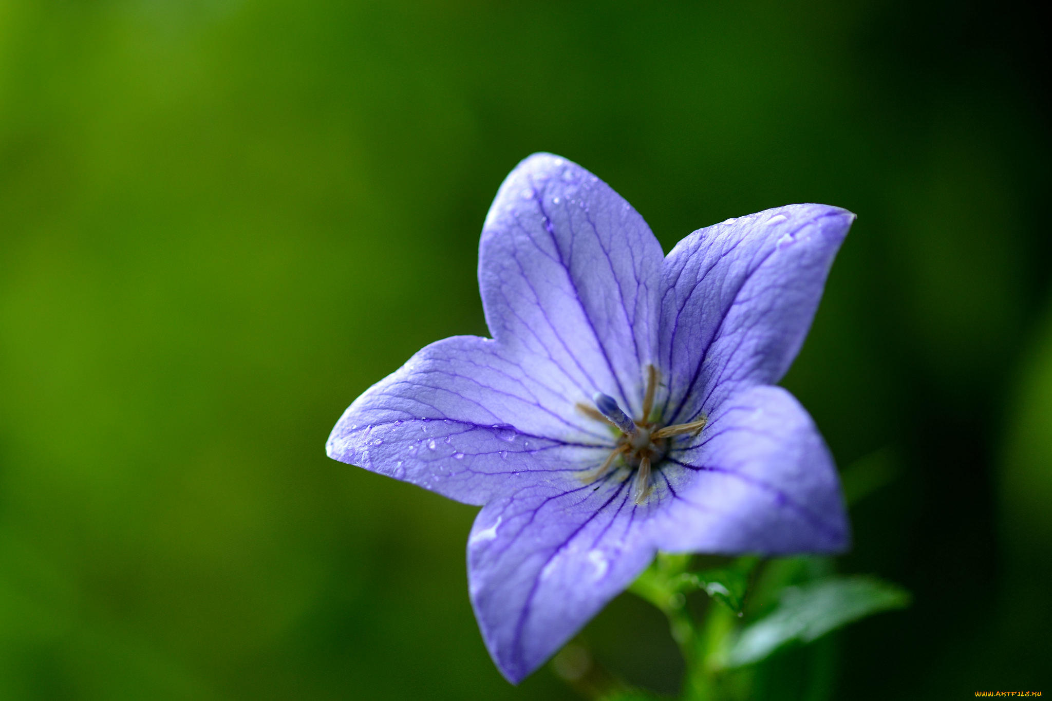 цветы, колокольчики, колокольчик