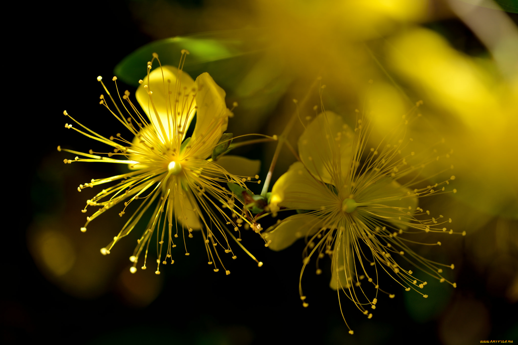 цветы, луговые, , полевые, , цветы, зверобой