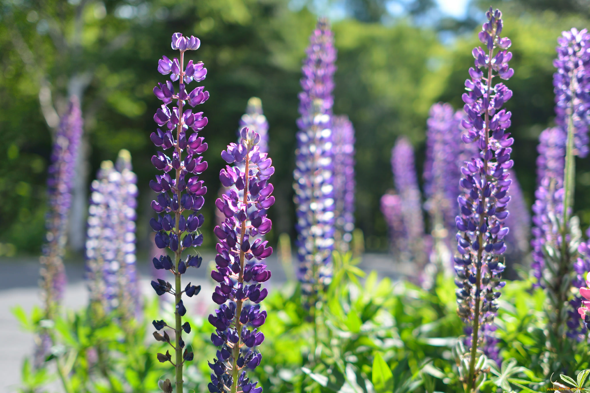 цветы, люпин