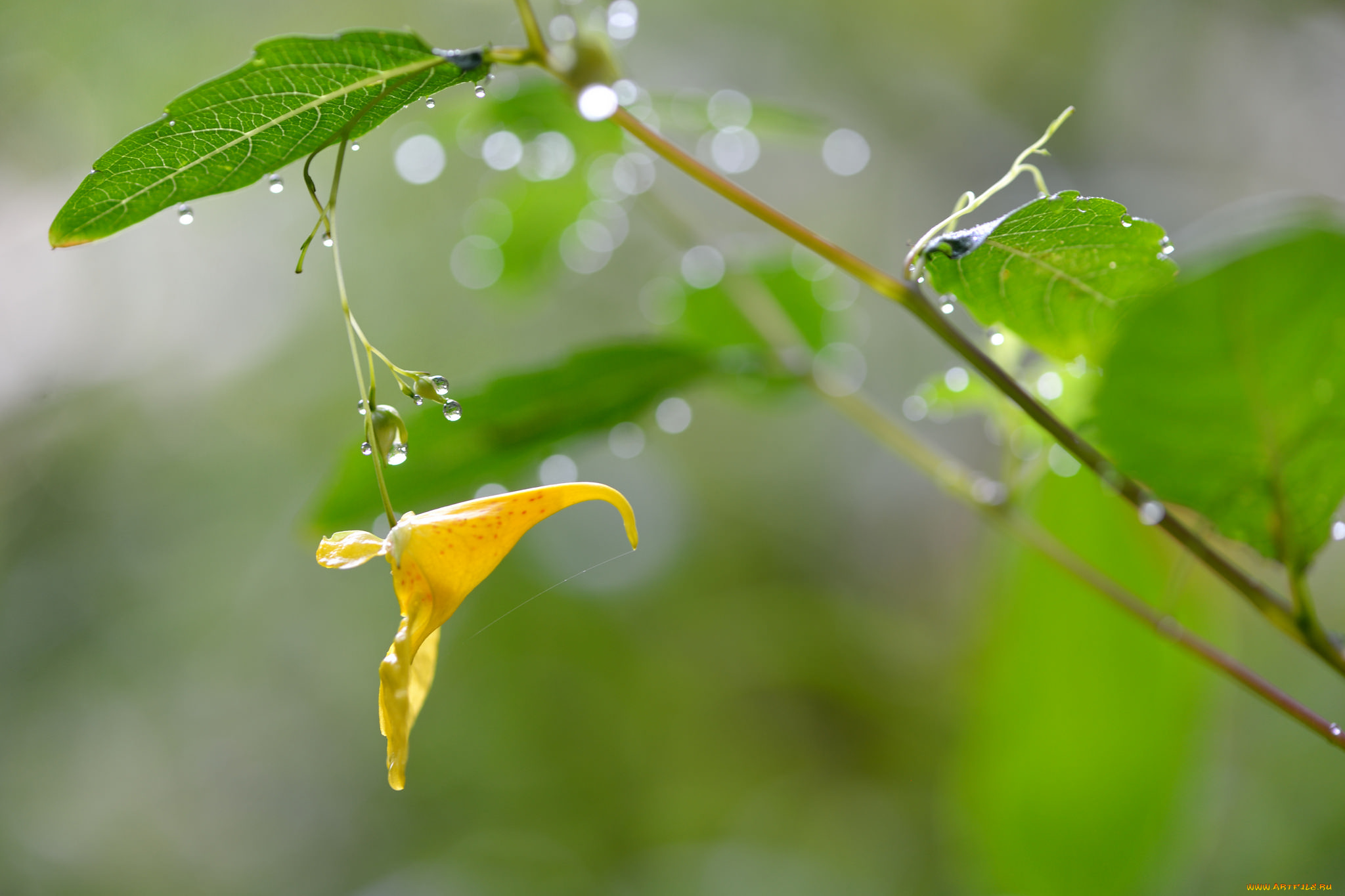 цветы, макро