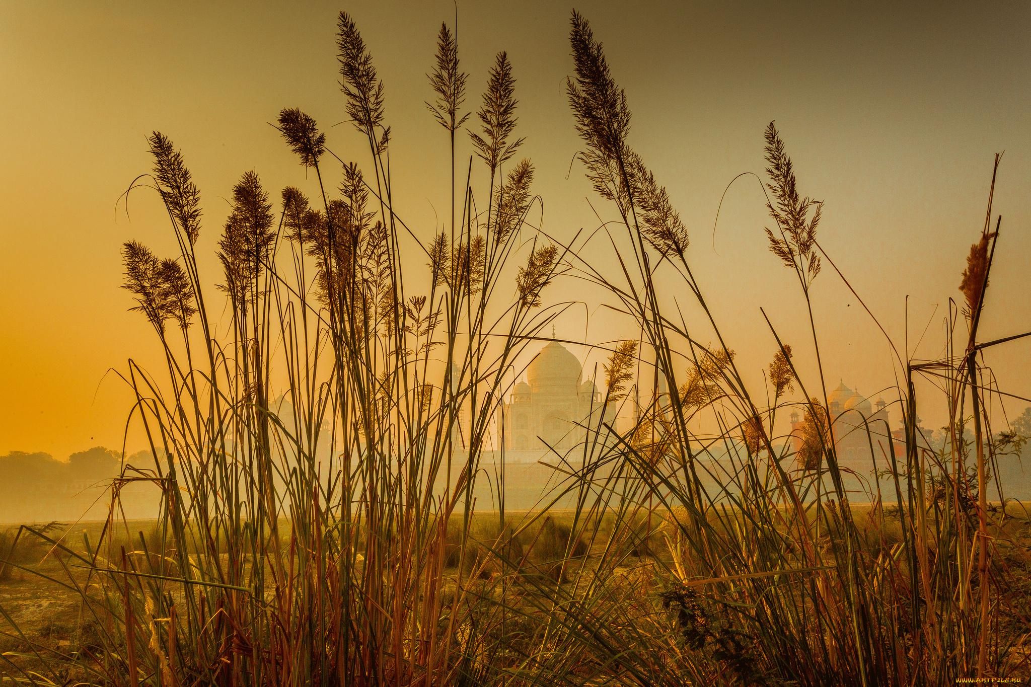 taj, mahal, , india, города, тадж-махал, , индия, гробница, памятник, трава