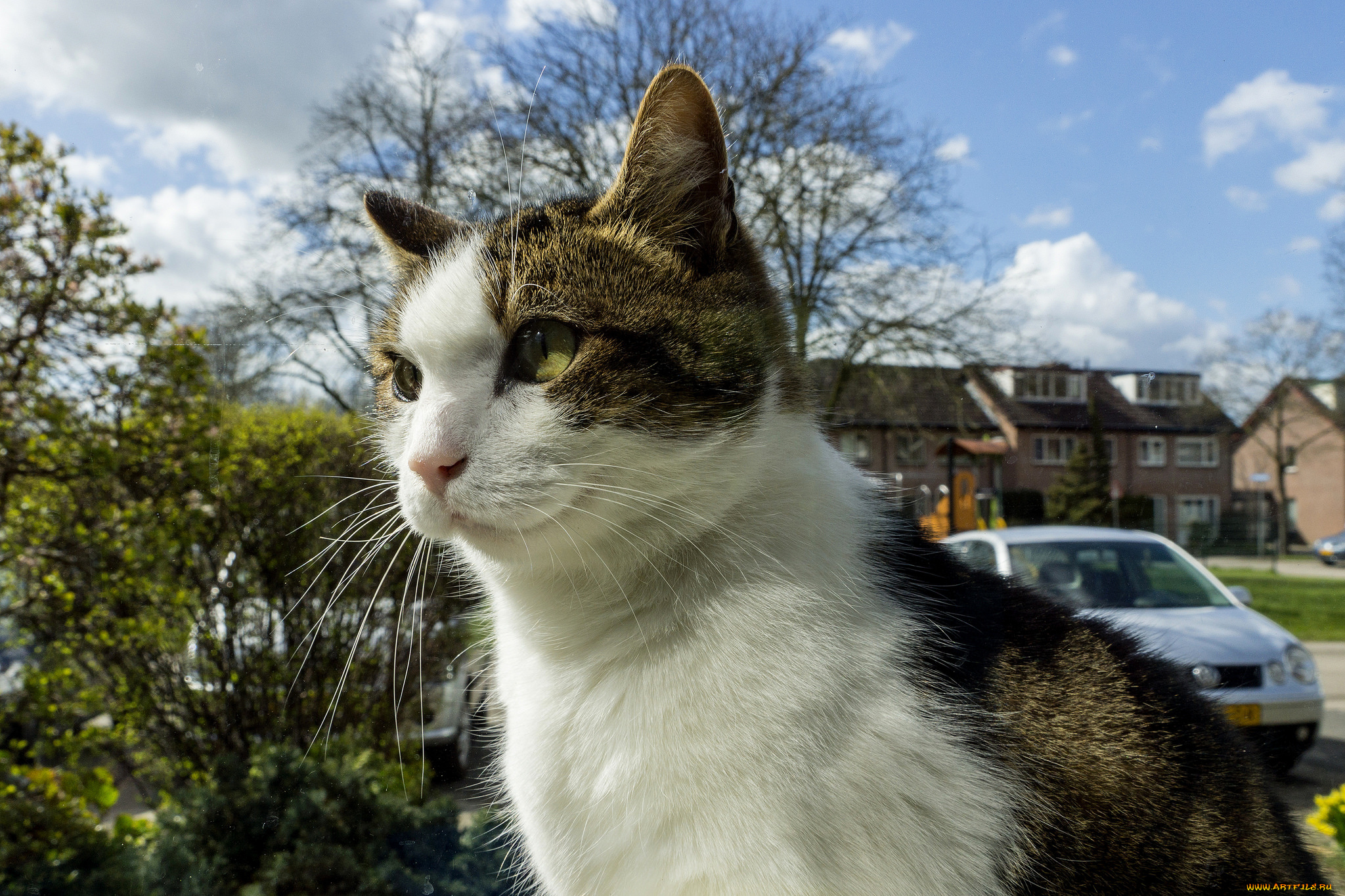 животные, коты, киса, коте, ушки, усы, взгляд