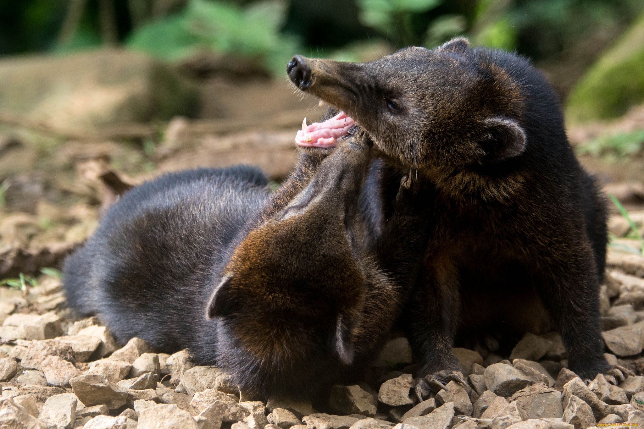 животные, тасманийский, дьявол, пара, игра
