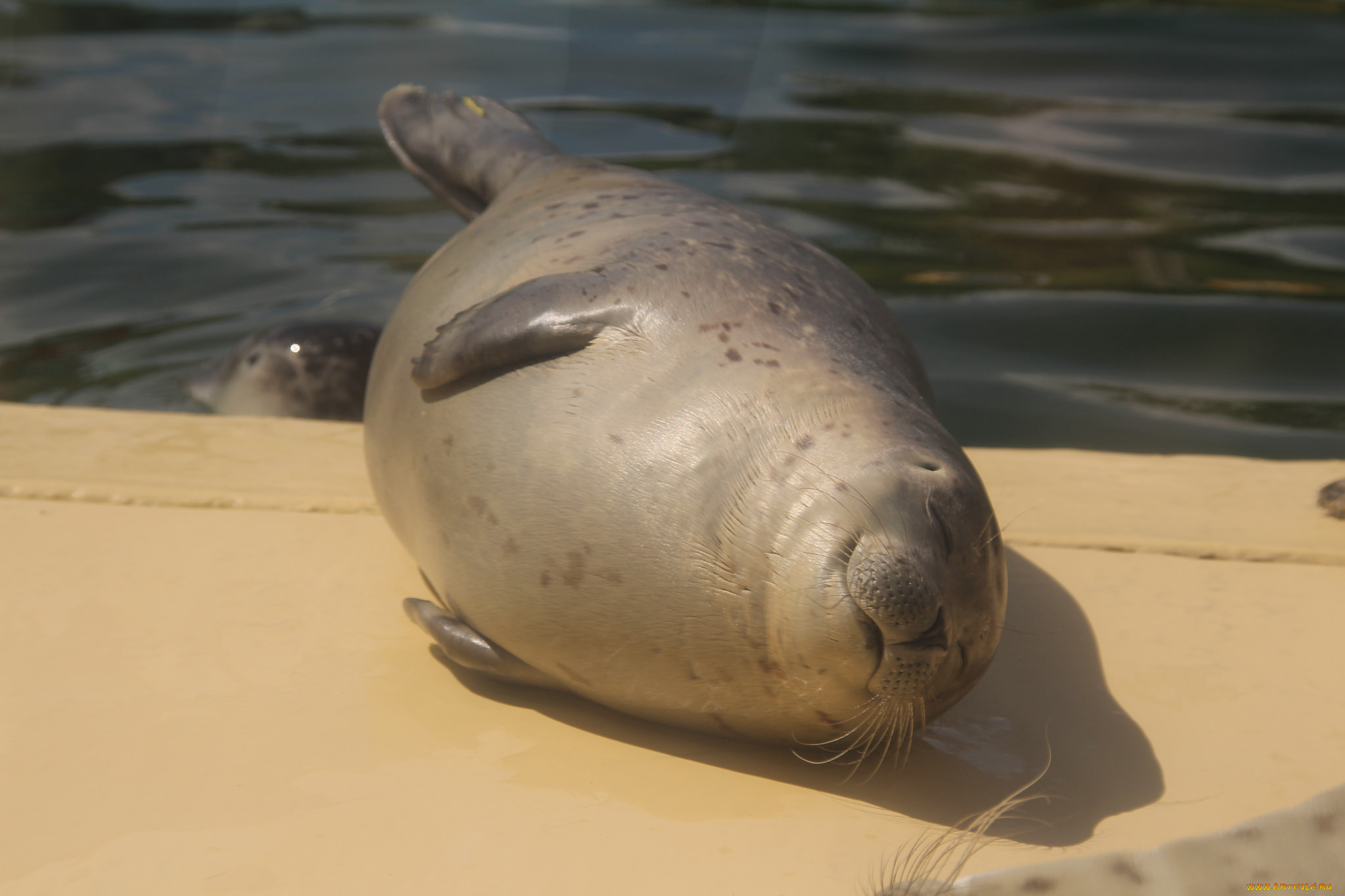 животные, тюлени, , морские, львы, , морские, котики, морской, котик