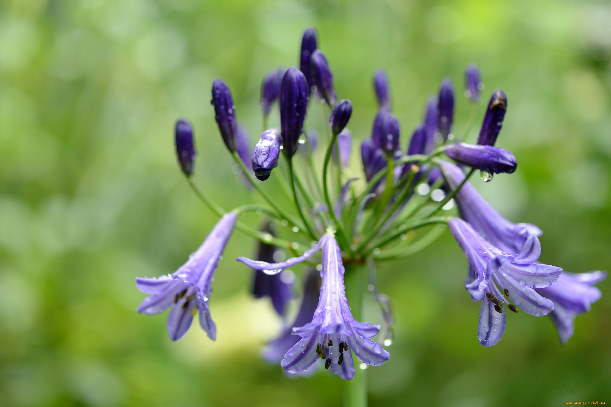 цветы, агапантус, , африканская, лилия, роса, agapanthus
