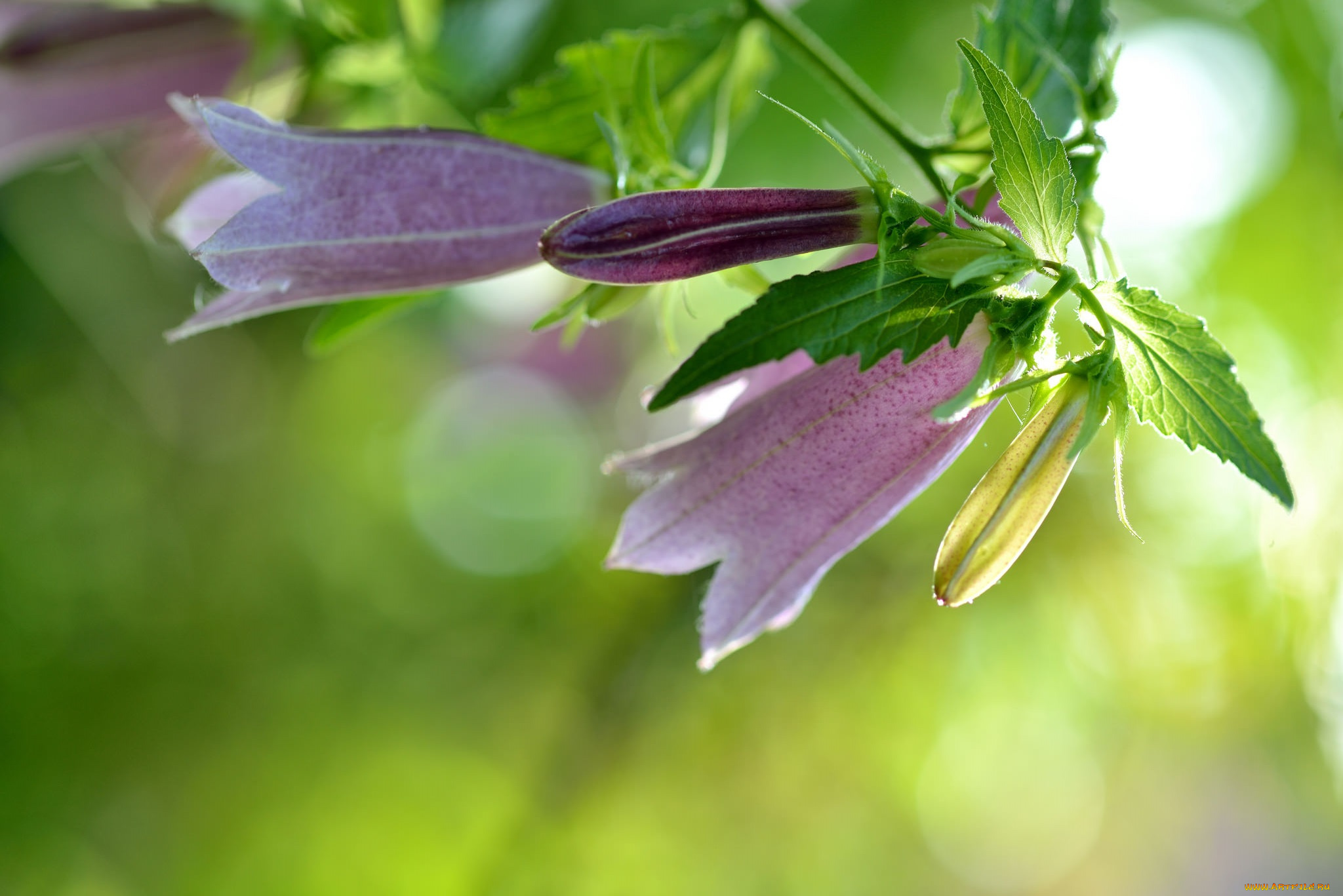 цветы, колокольчики